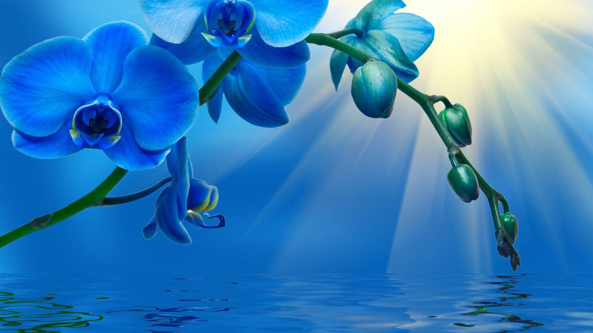 1920x1080 Blue Orchid HD Wallpaper free