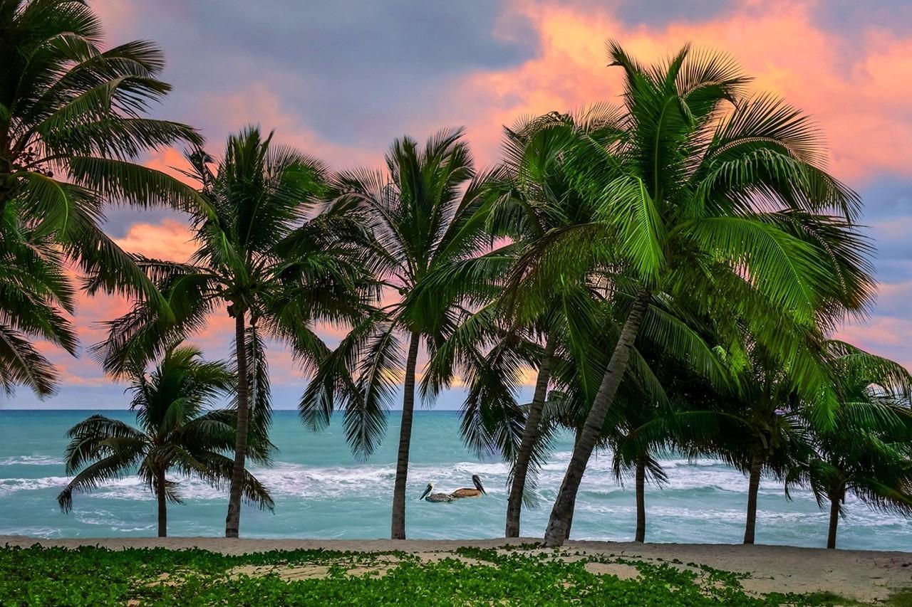 1280x853 caribbean tropical beach sunrise cuba sea island pelicans palm trees sand nature landscape wallpaper