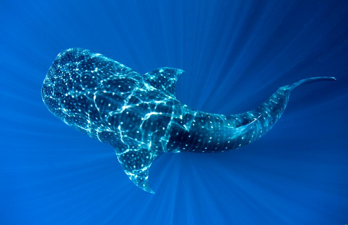 Whale shark 1080P 2K 4K 5K HD wallpapers free download  Wallpaper Flare