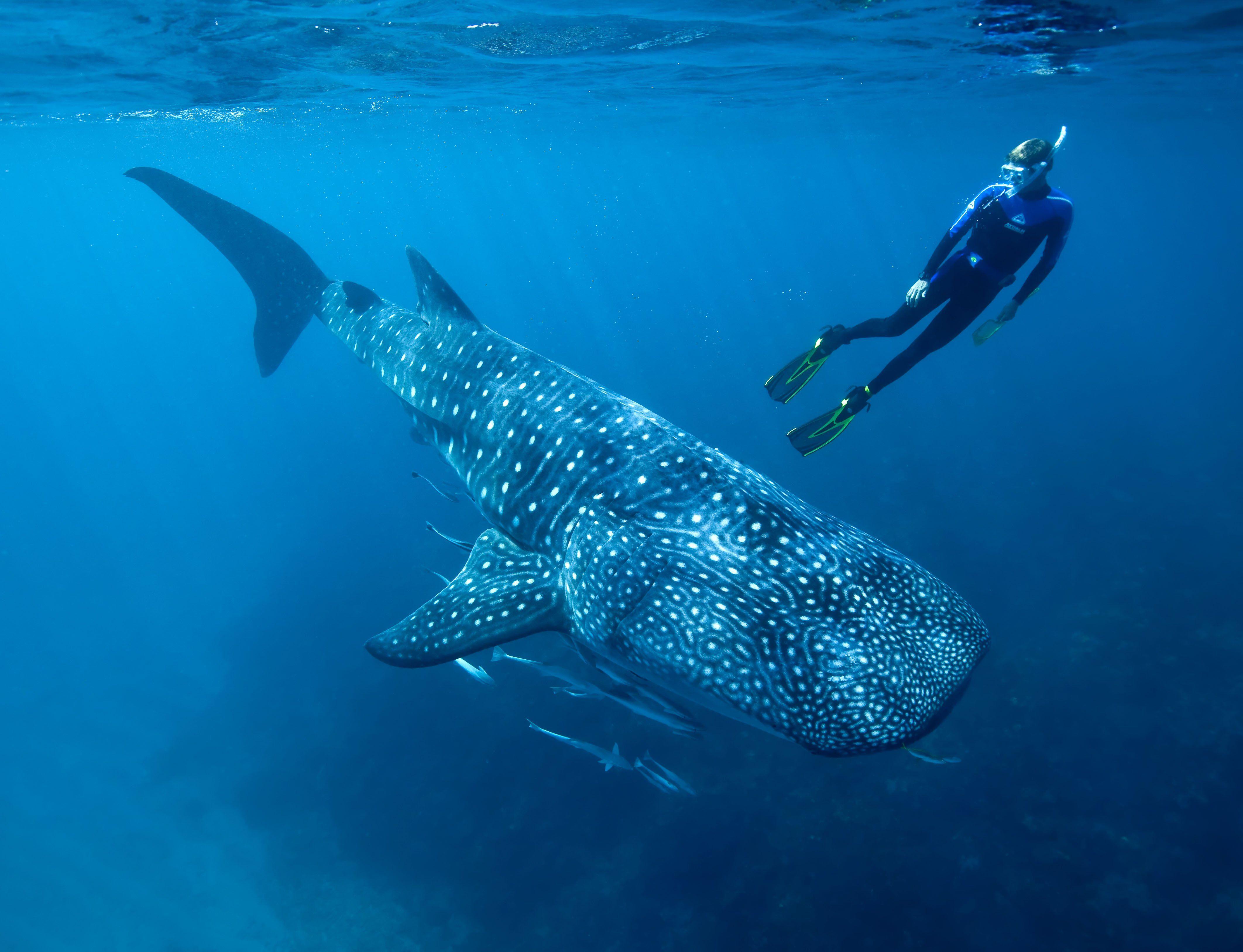 4248x3253 Whale Shark Wallpaper