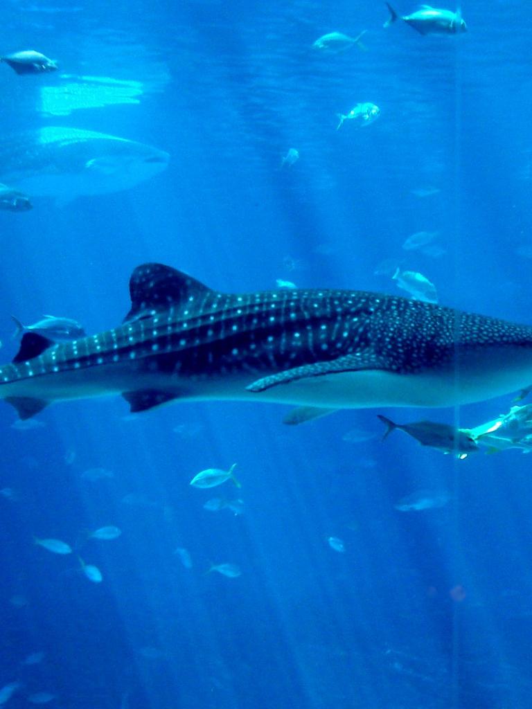 768x1024 Free download Whale Shark Wallpaper Download Desktop Wallpaper Image [1920x1080] for your Desktop, Mobile & Tablet. Explore Free Whale Wallpaper for Desktop. Killer Whale Wallpaper Desktop, Free Orca Wallpaper