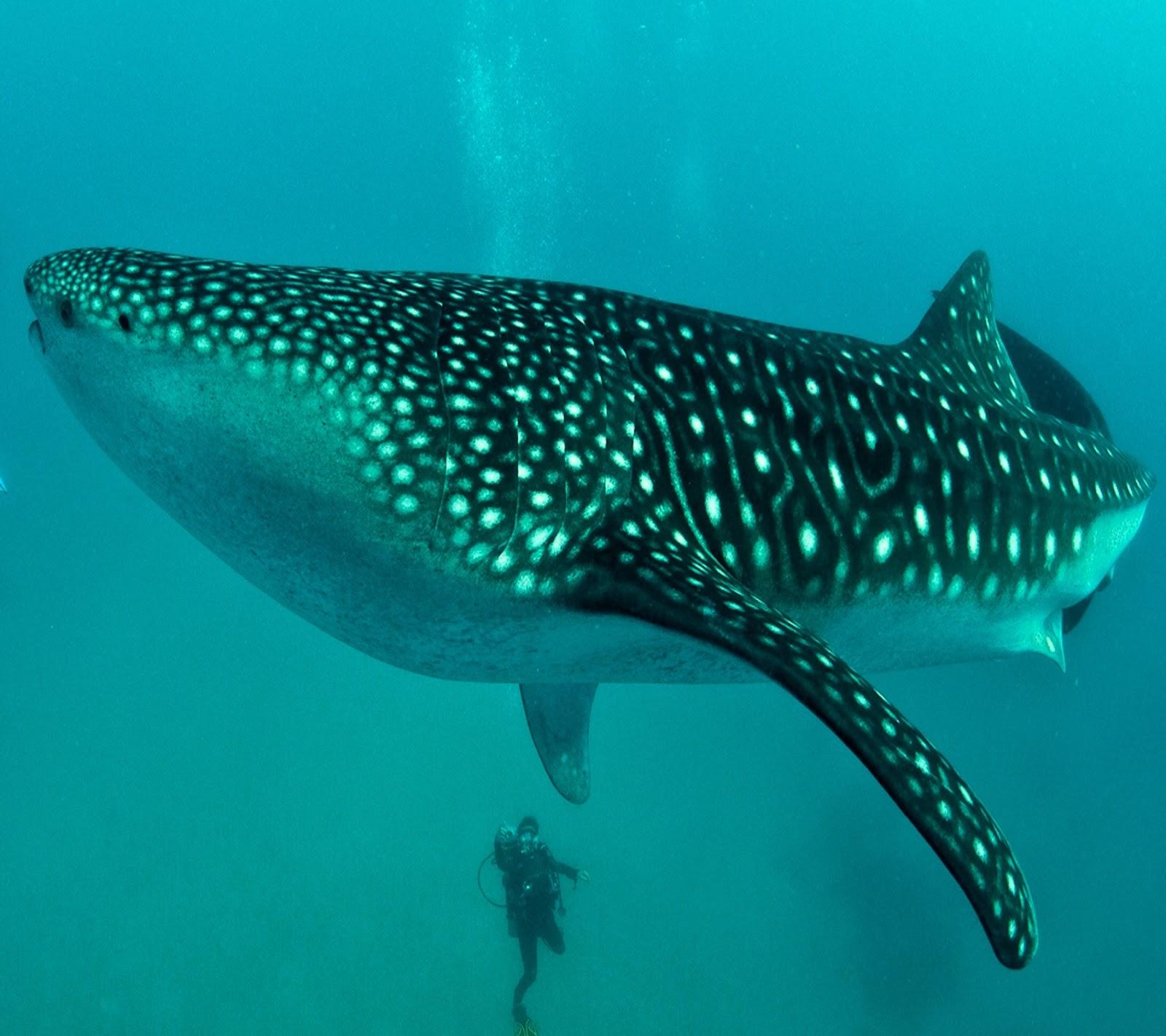 1600x1422 Whale Shark 4K