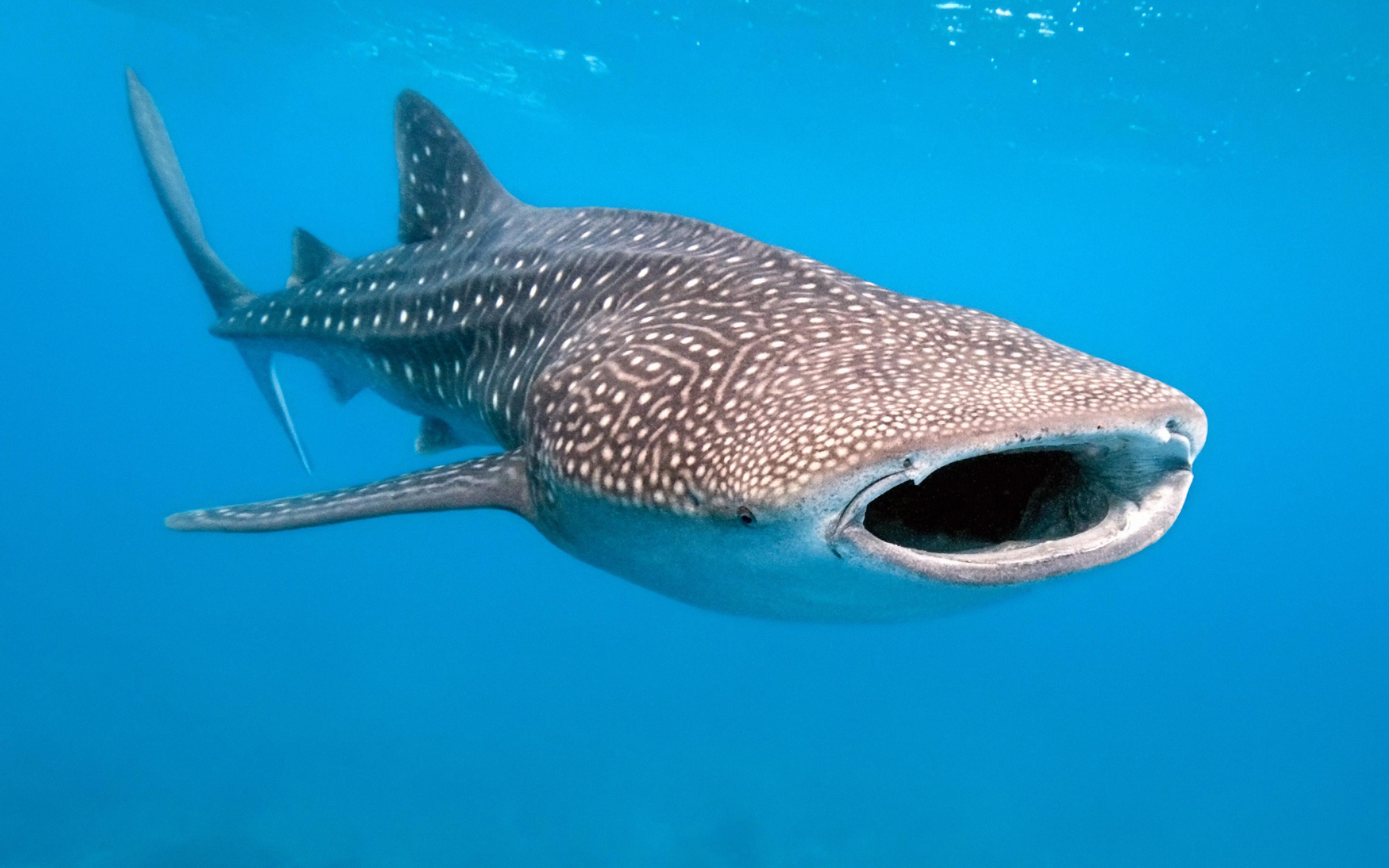 3840x2400 Download wallpaper Whale shark, ocean, underwater world, predator, 4k, wildlife, marine life, huge shark, Carpet shark, Rhincodon typus for desktop with resolution 3840x2400. High Quality HD picture wallpaper