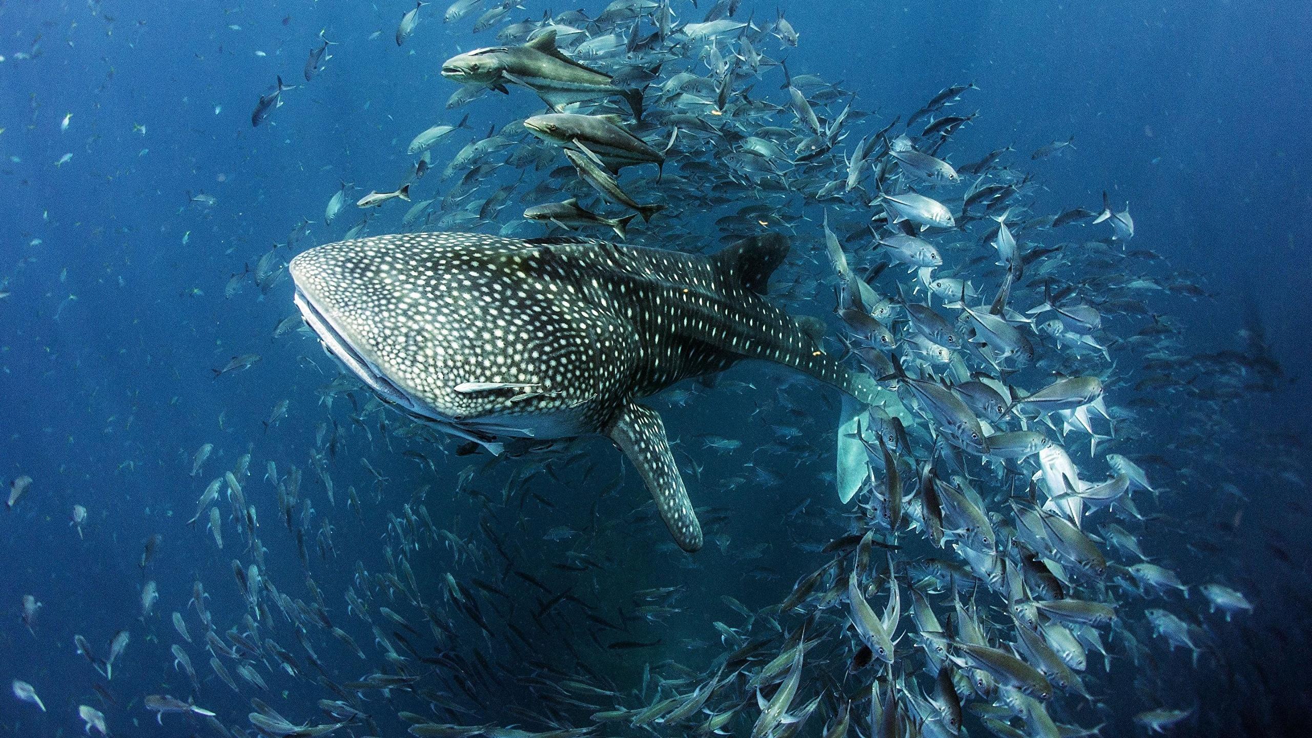 2560x1440 Whale Shark Photography