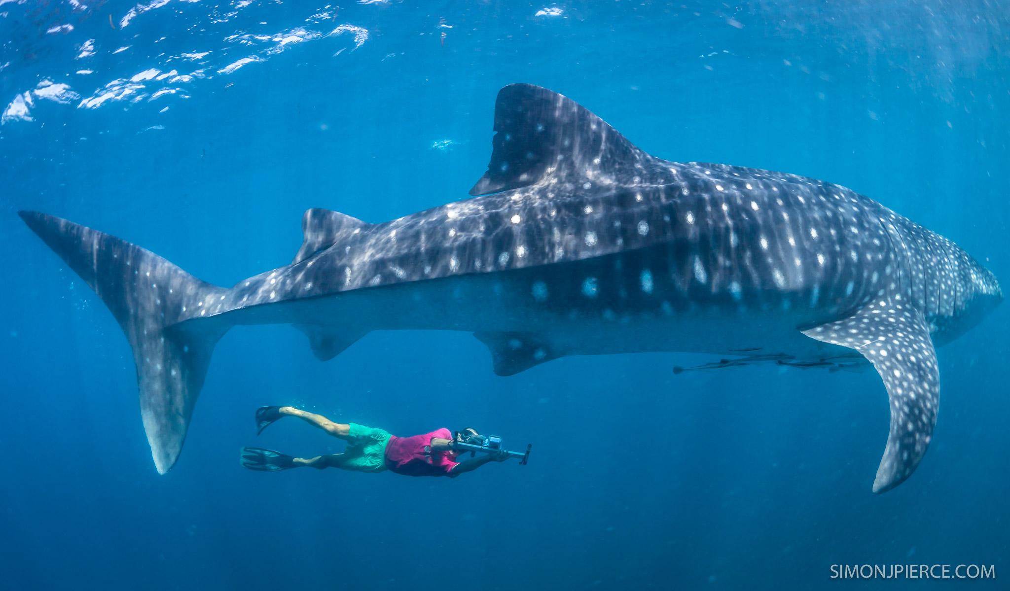 2048x1199 Whale Shark wallpaper, Animal, HQ Whale Shark pictureK Wallpaper 2019