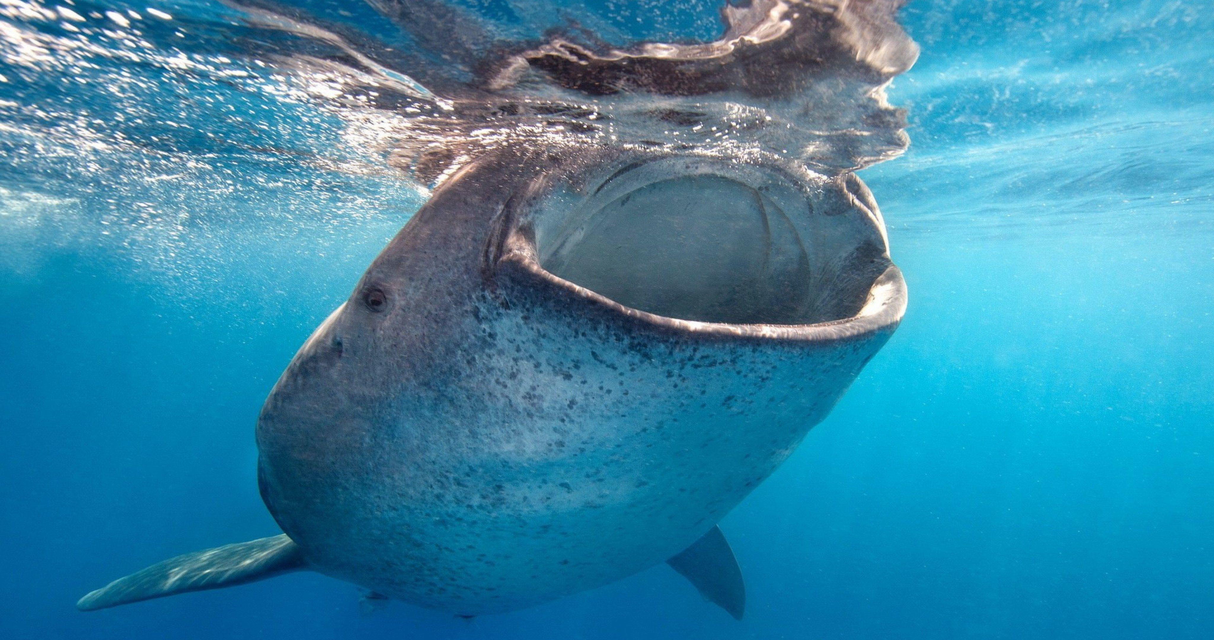 4096x2160 whale in sea 4k ultra HD wallpaper. Whale, Underwater wallpaper, Whale shark
