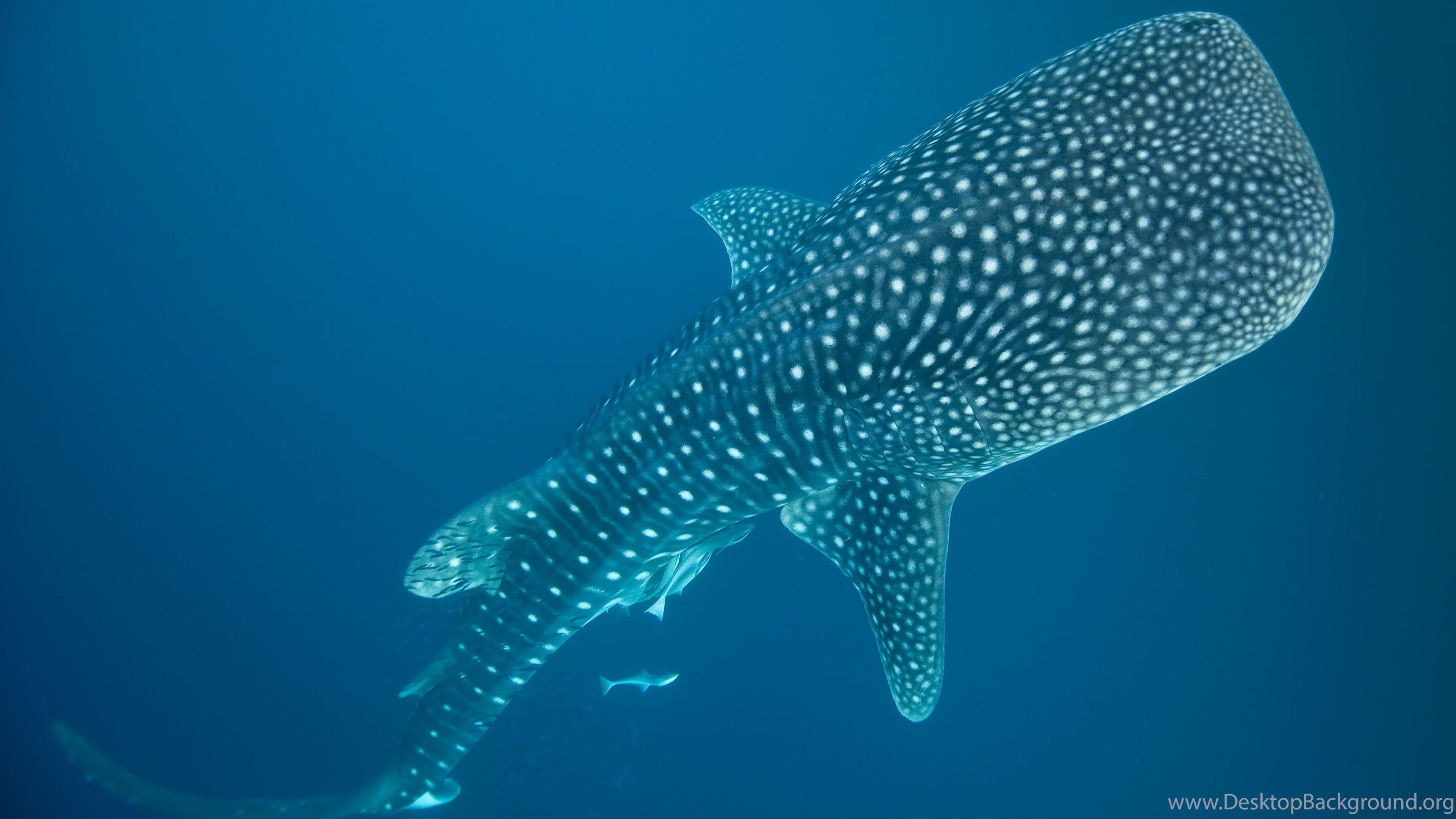 3840x2160 Whale Shark Underwater Ocean Sea Wallpaper Desktop Background
