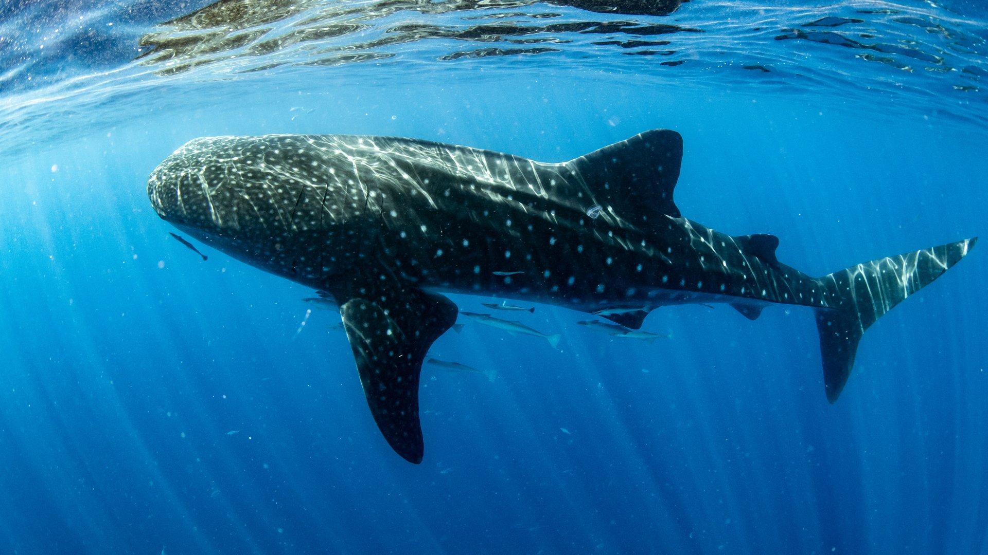 1920x1080 Whale Shark