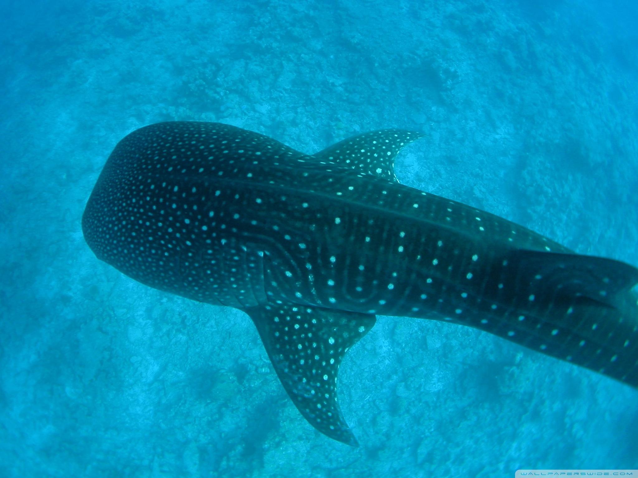 2048x1536 Whale Shark Ultra HD Desktop Background Wallpaper for 4K UHD TV : Tablet