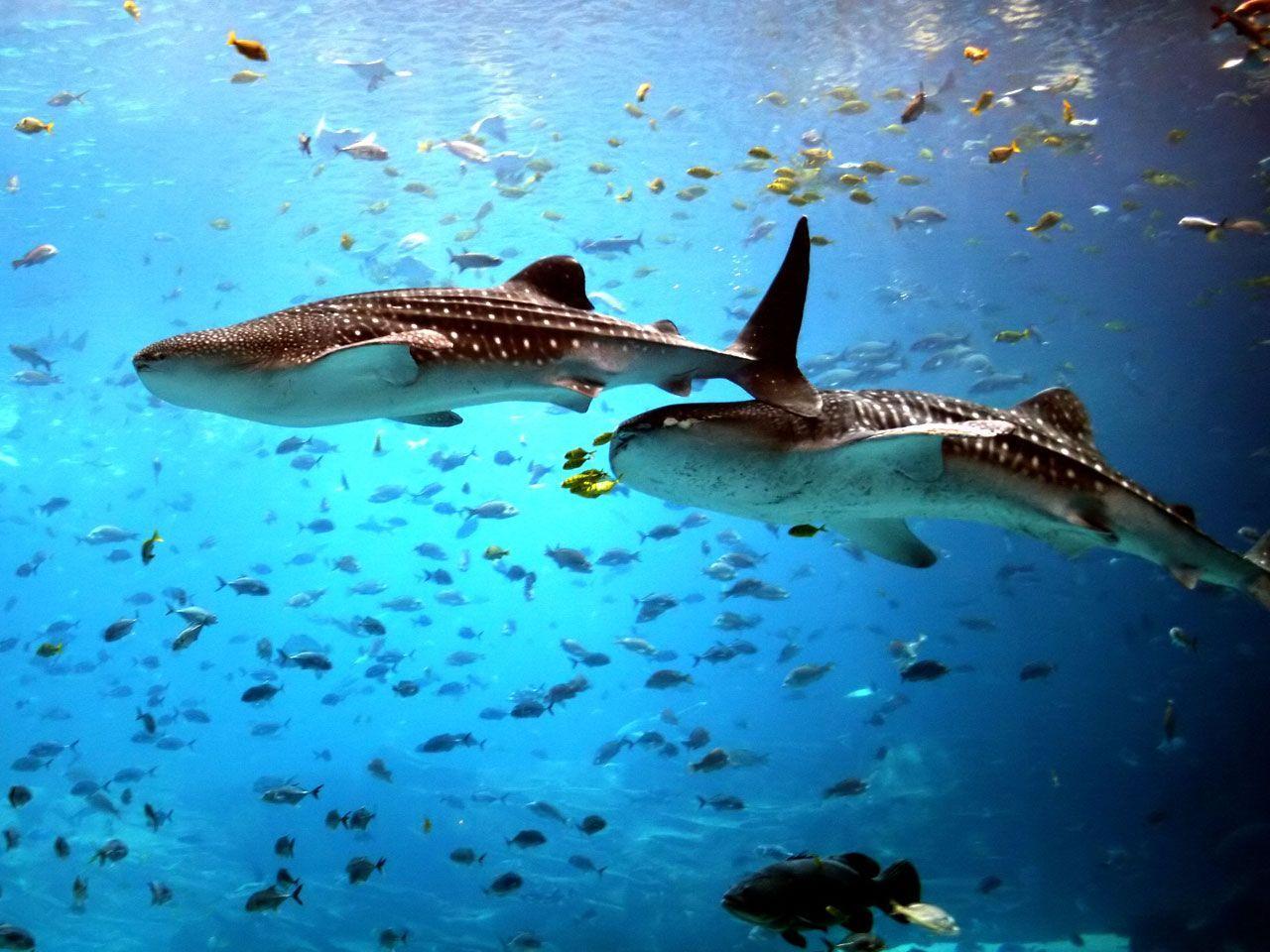 1280x960 Underwater Shark Wallpaper