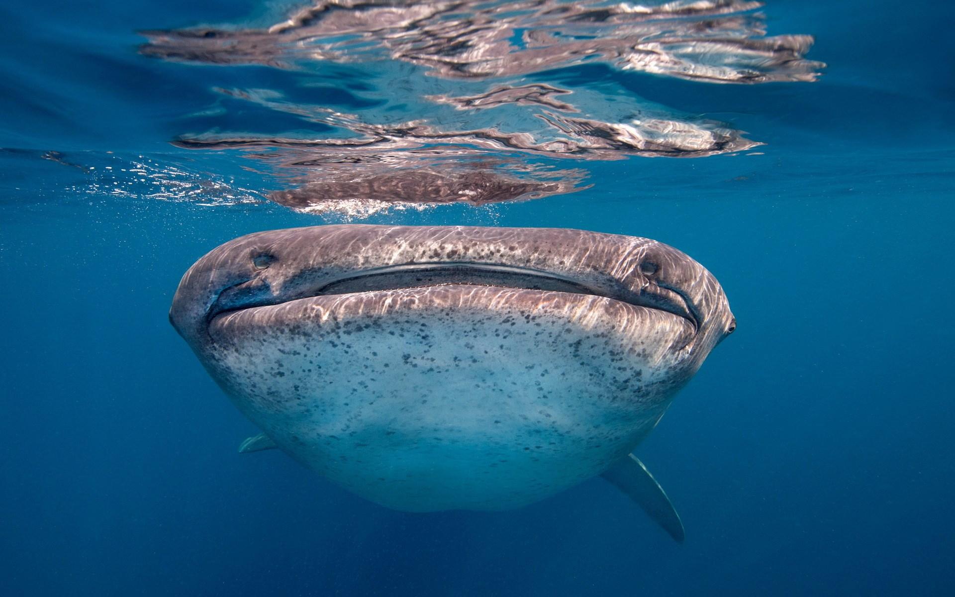 1920x1200 whale shark HD wallpaper, background