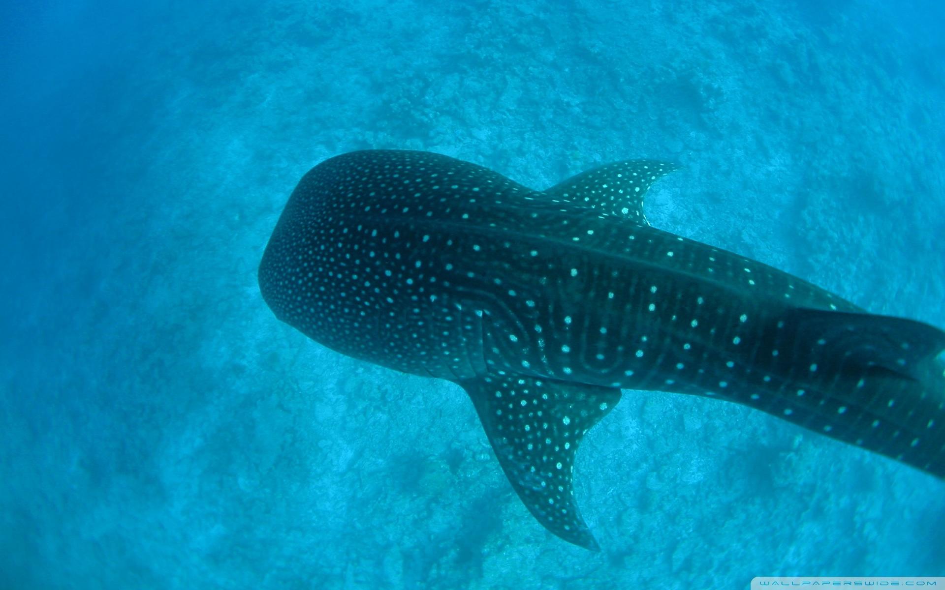 1920x1200 Whale Shark Wallpaper 4k