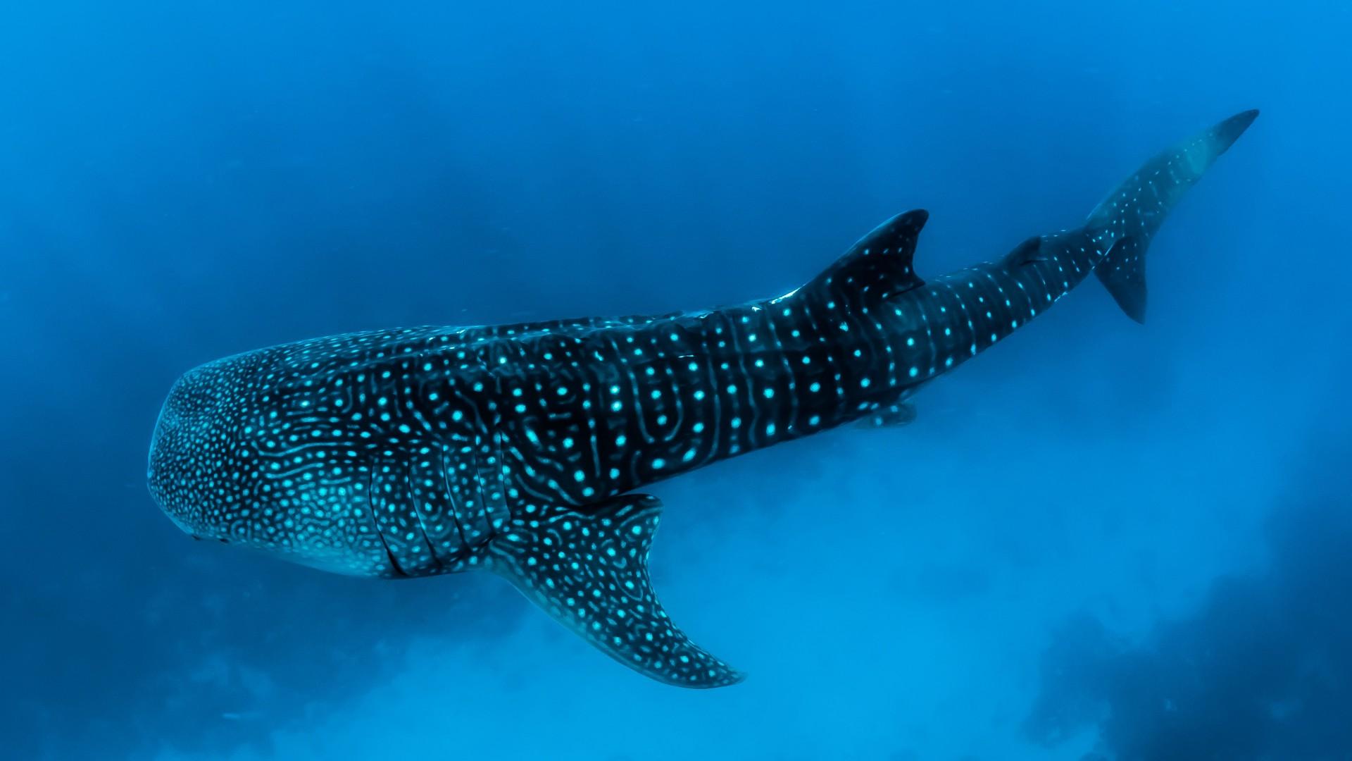 1920x1080 Great White Shark 4k