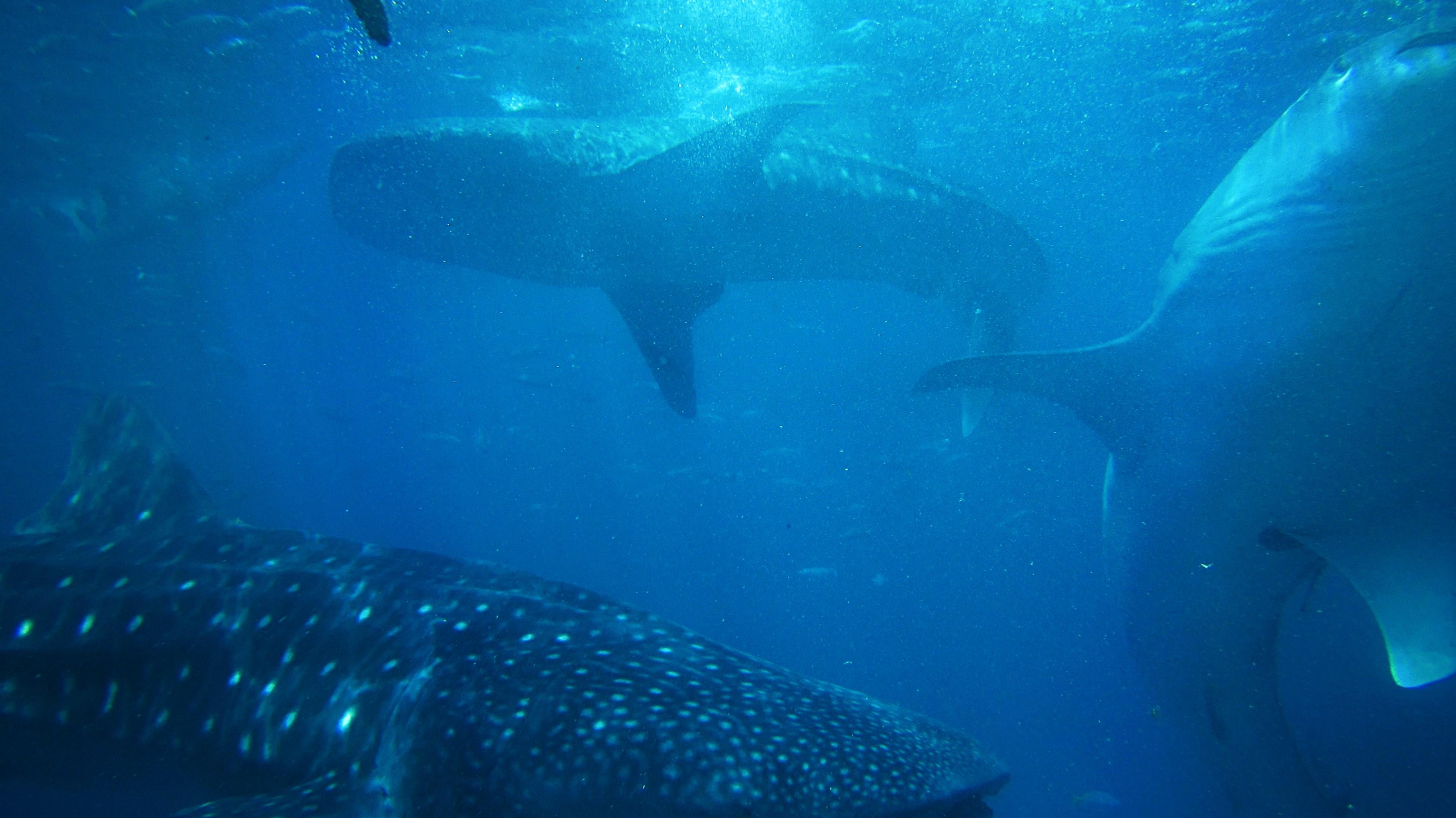 3840x2158 Wallpaper / underwater shot of sharks swimming at oslob whale shark watching, sharks underwater oslob 4k wallpaper