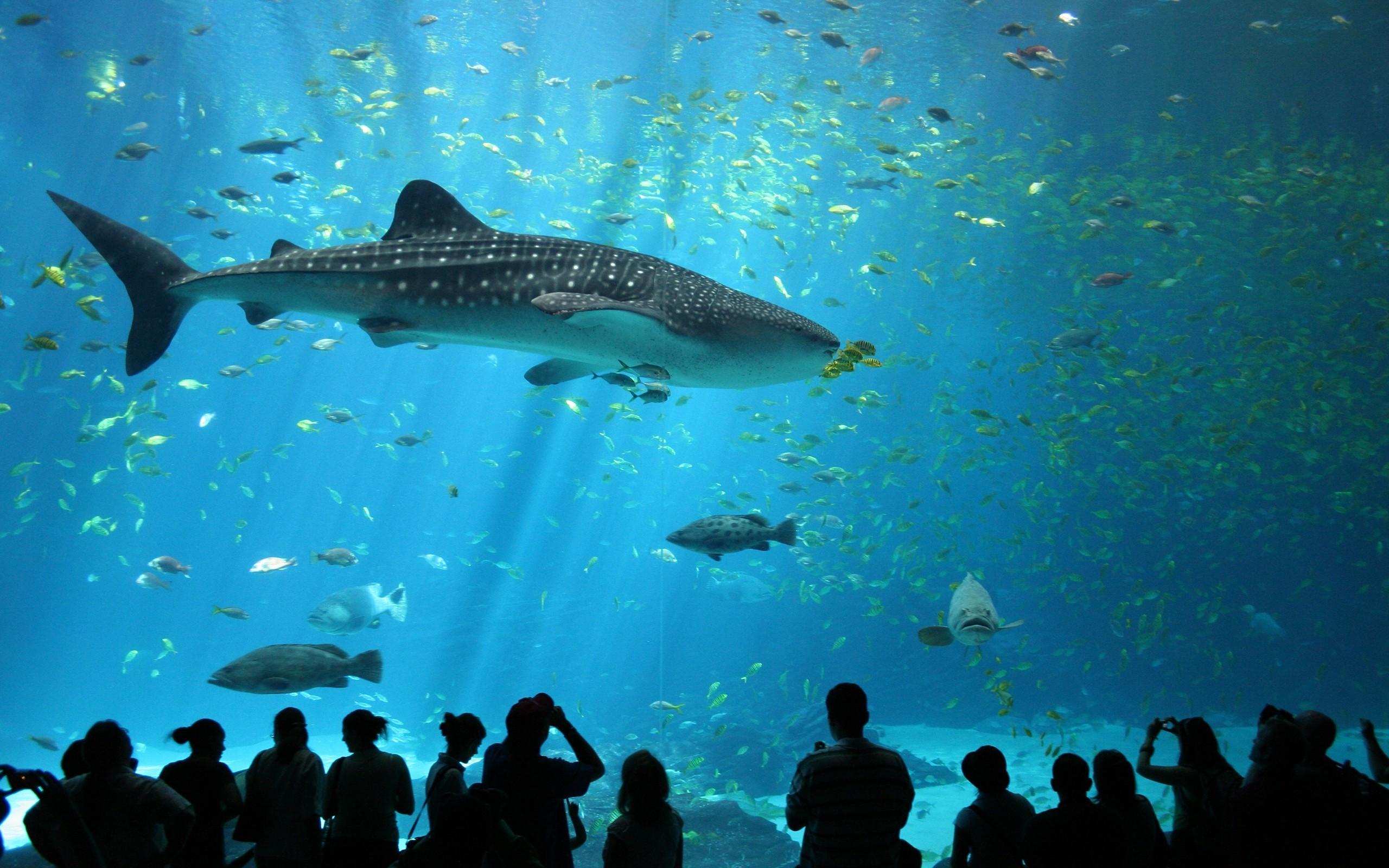 2560x1600 animals wildlife nature sea fish whale shark shark aquarium HD wallpaper, Background