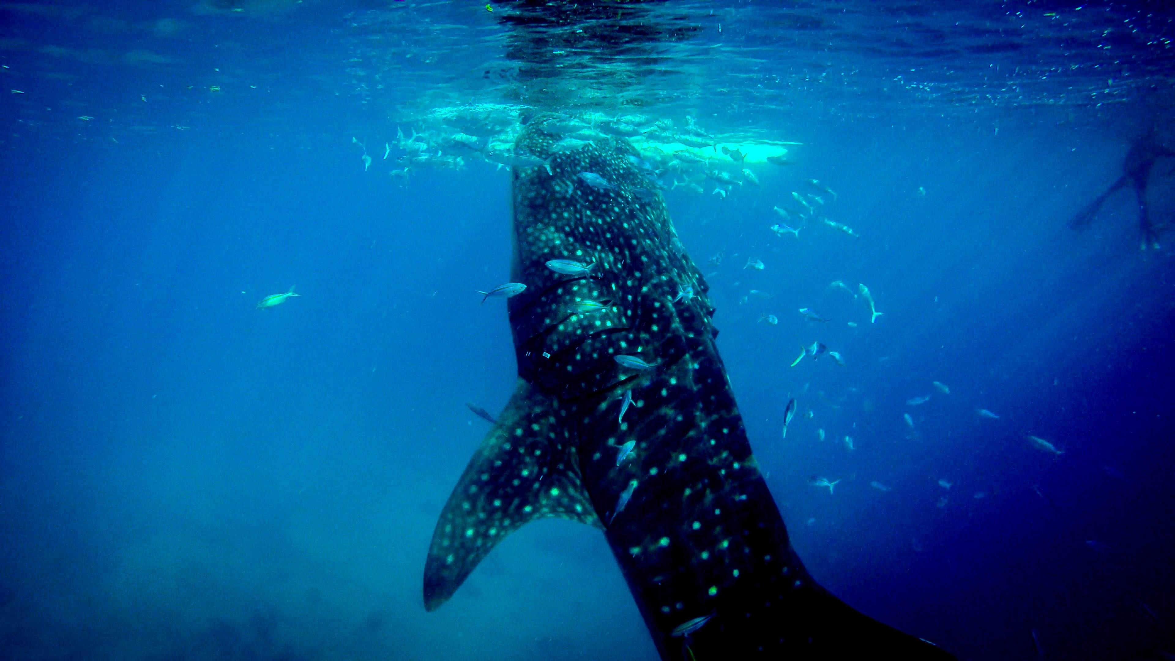 3840x2160 Wallpaper / sea whale shark and fish HD 4k wallpaper