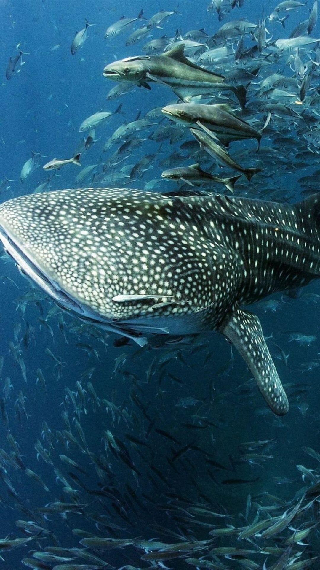 1080x1921 Wallpaper Whale shark, fish, sea, underwater 2880x1800 HD / iPhone HD Wallpaper Background Download HD Wallpaper (Desktop Background / Android / iPhone) (1080p, 4k) (1080x1921) (2021)