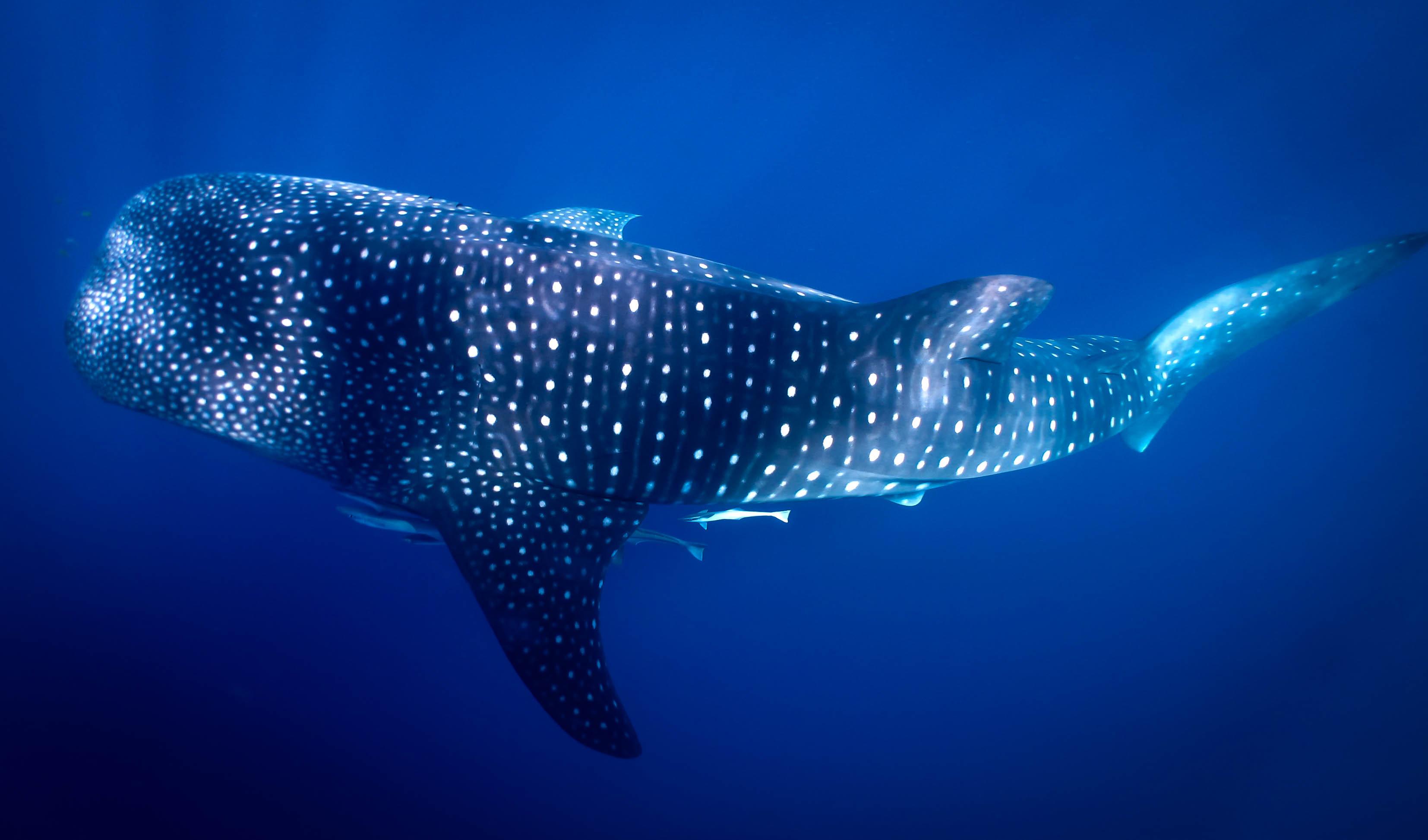 Whale Shark 4K Wallpapers - Top Free Whale Shark 4K Backgrounds ...