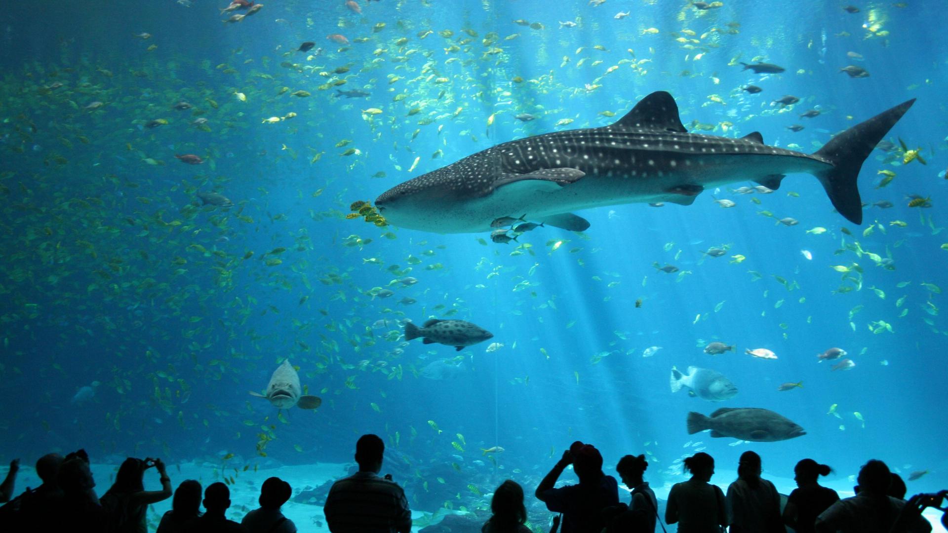 1920x1080 Free download Male whale shark at Georgia Aquarium HD wallpaper Travel Picture [3456x2304] for your Desktop, Mobile & Tablet. Explore HD Aquarium Wallpaper. Tank Wallpaper HD, Aquarium Wallpaper for