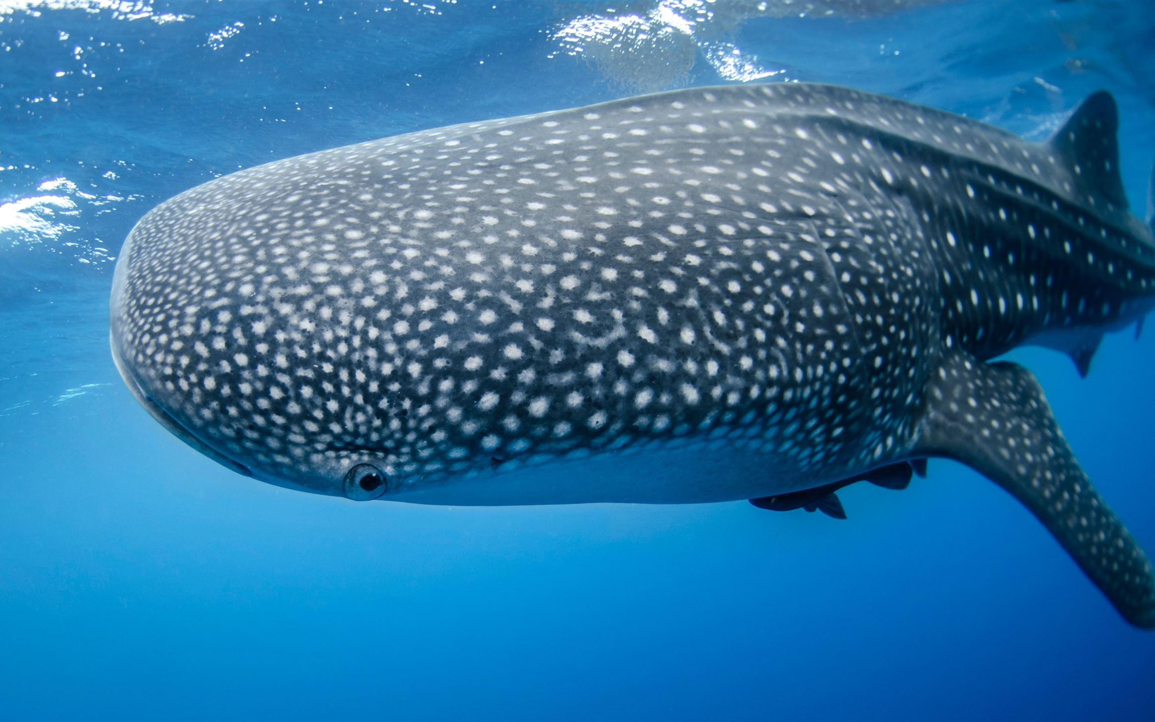 2304x1440 Whale shark viewing photo. Mac Wallpaper Download