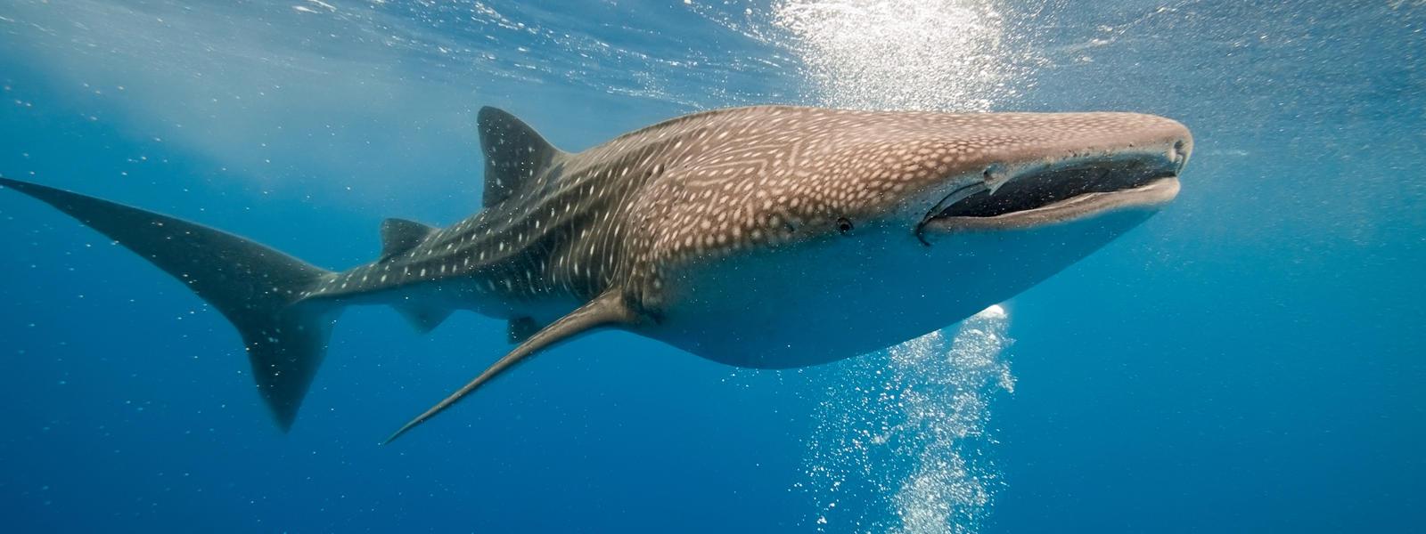 1600x600 Most viewed Whale Shark wallpaperK Wallpaper