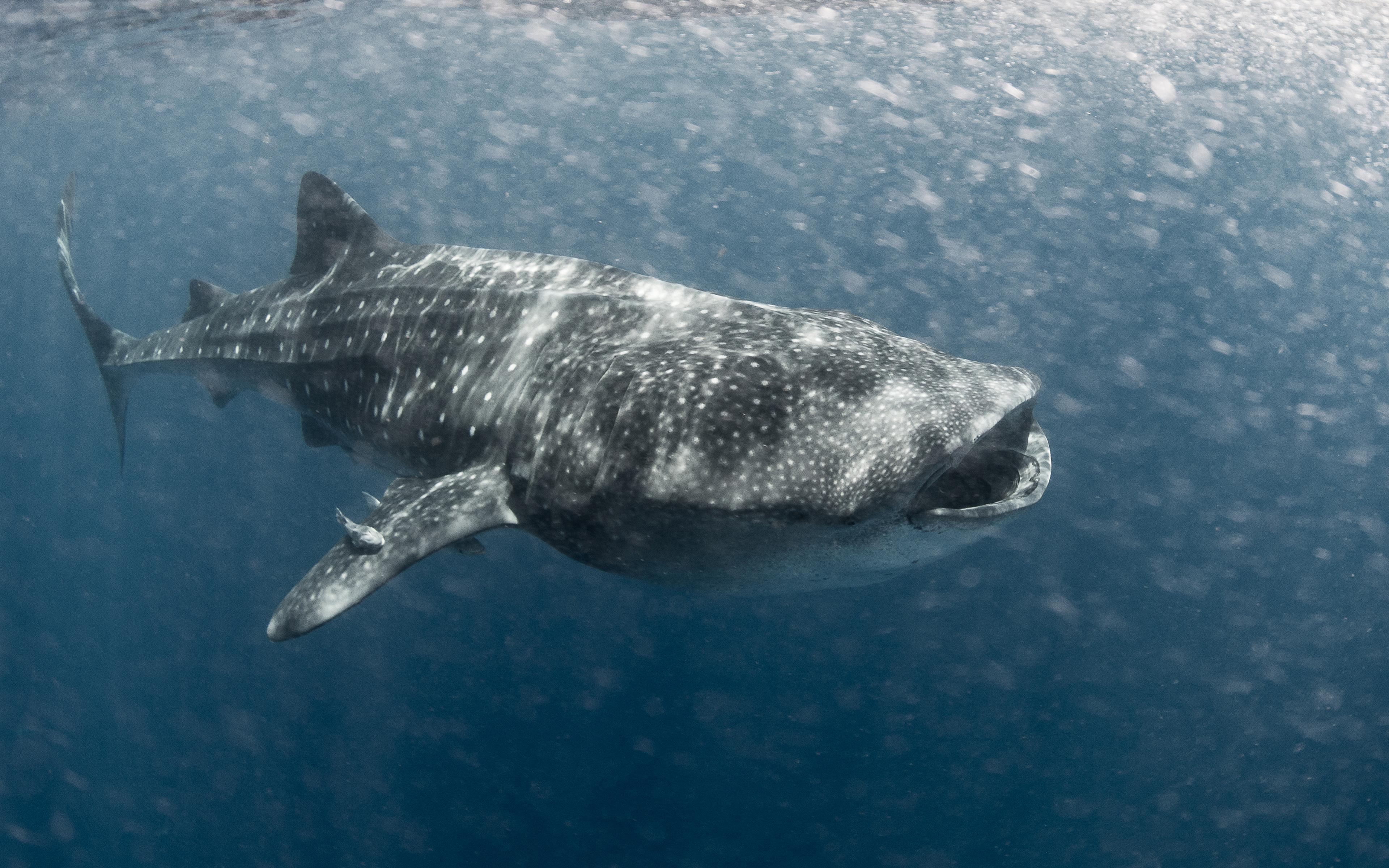 Whale Shark 4K Wallpapers Top Free Whale Shark 4K Backgrounds 