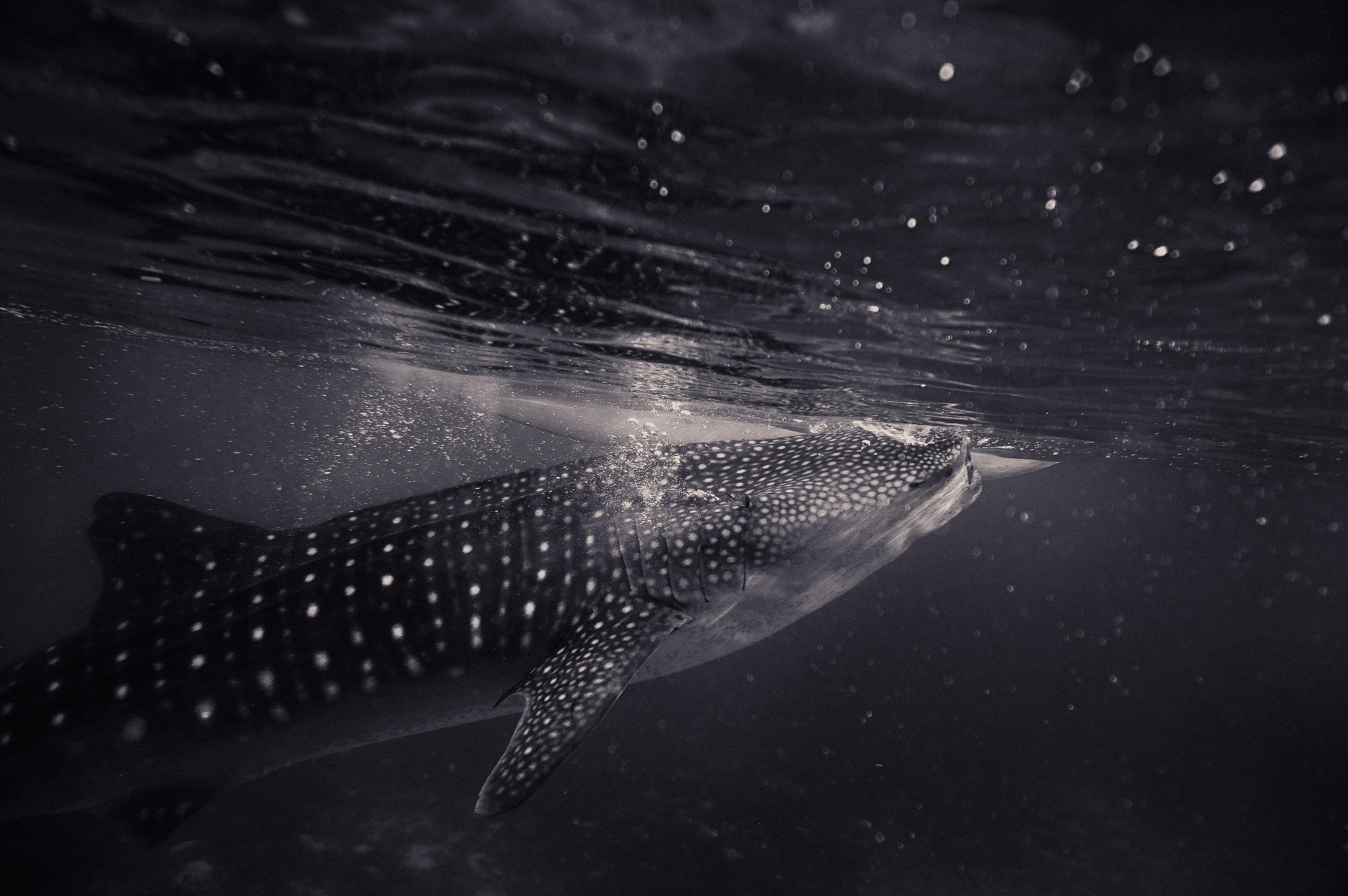 3008x2000 3008x2000 #whale watching, #animal, #ocean deep, #fish, #shark, #bubbles, #sea, #whale sharks, #whaleshark, #black and white, #Public domain image, #whale shark, #mammal, #swimming with whales, #underwater, #gentle giant, #whale, #ocean