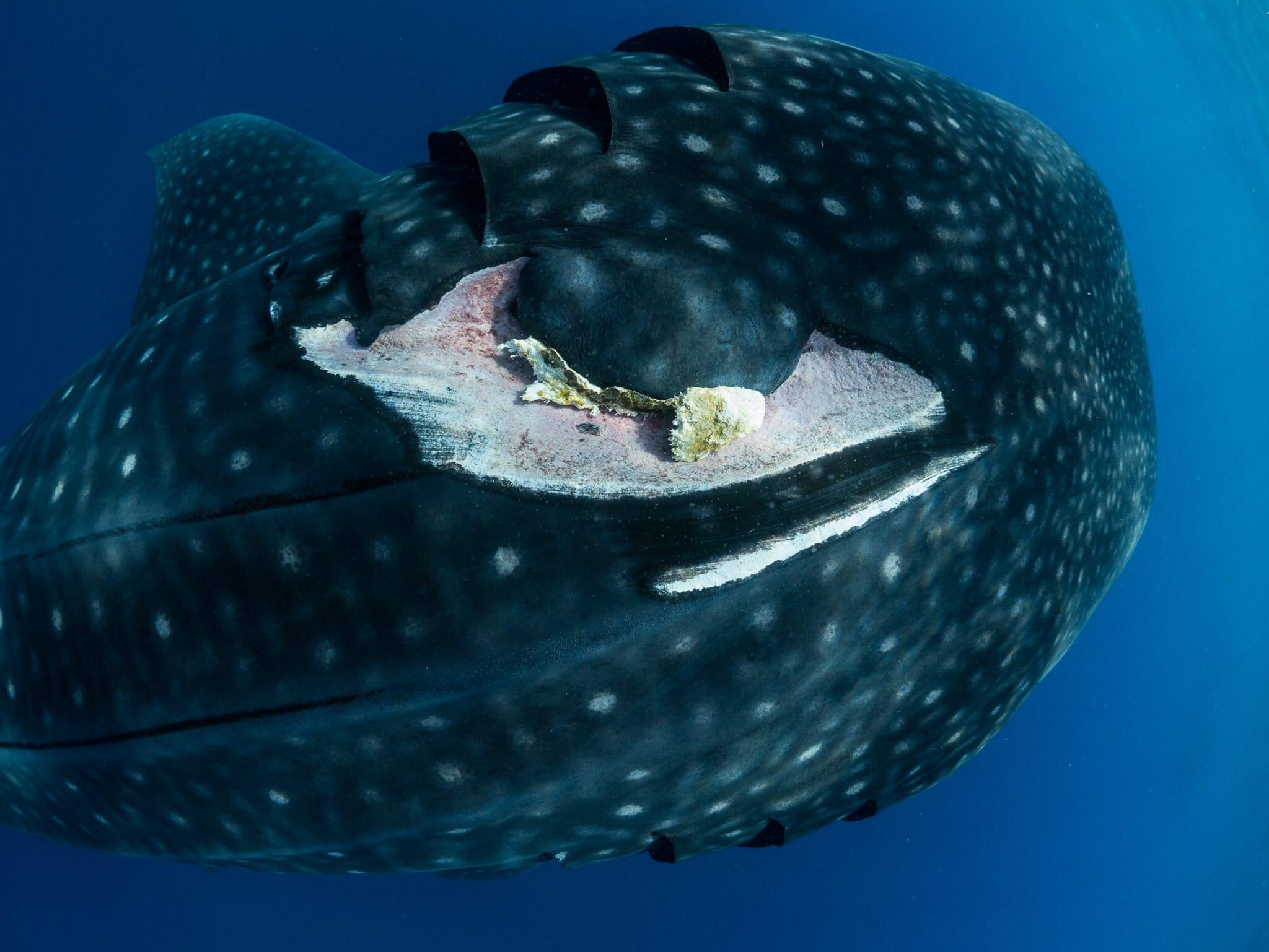 2048x1538 Why Whale Sharks Swim to Cancun for Spring Break