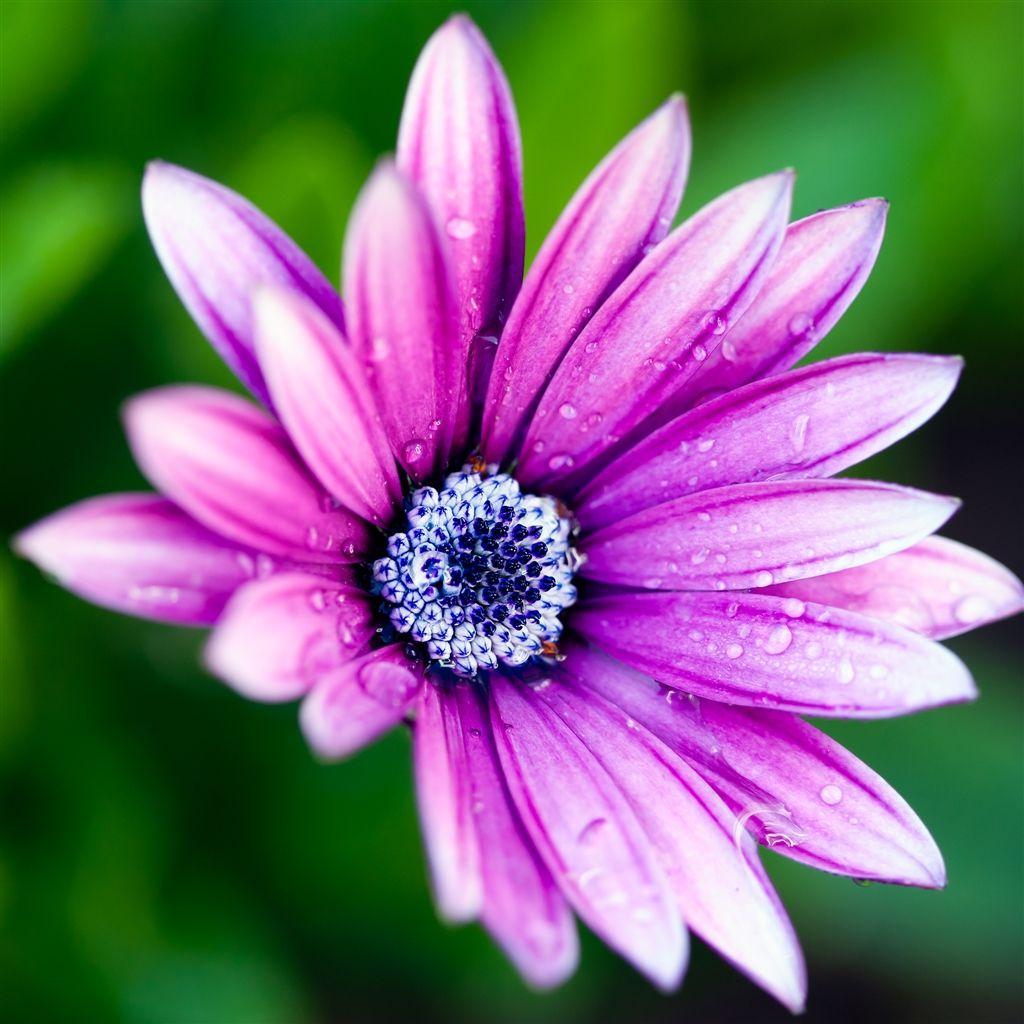 1024x1024 Daisy #iPad #Air #Wallpaper. Enter The Following Website /ipad Air Wallpaper/ T. Daisy Wallpaper, Flower Wallpaper, Purple Flowers