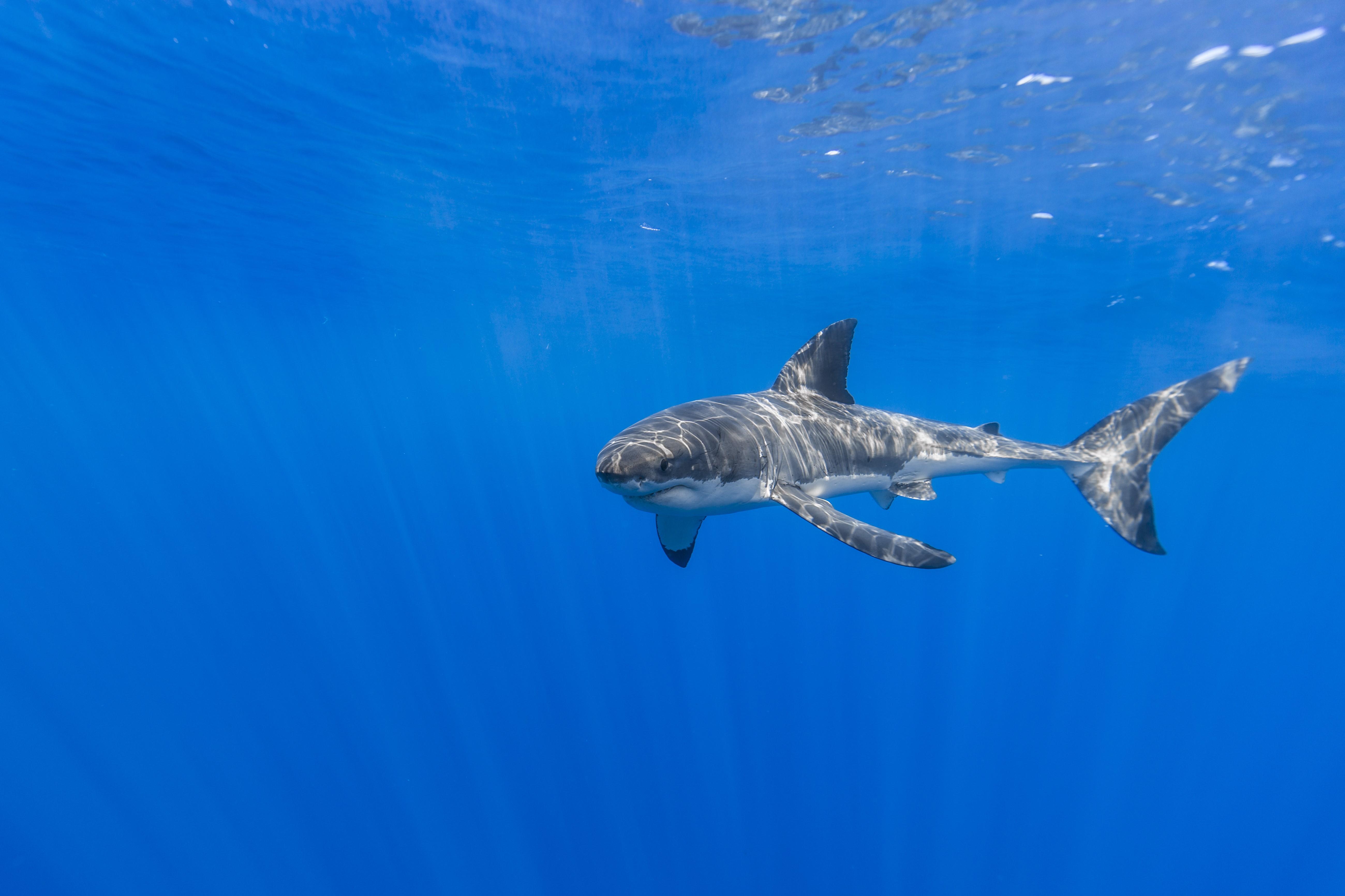 5199x3466 Wallpaper / blue, underwater, shark, animals free download