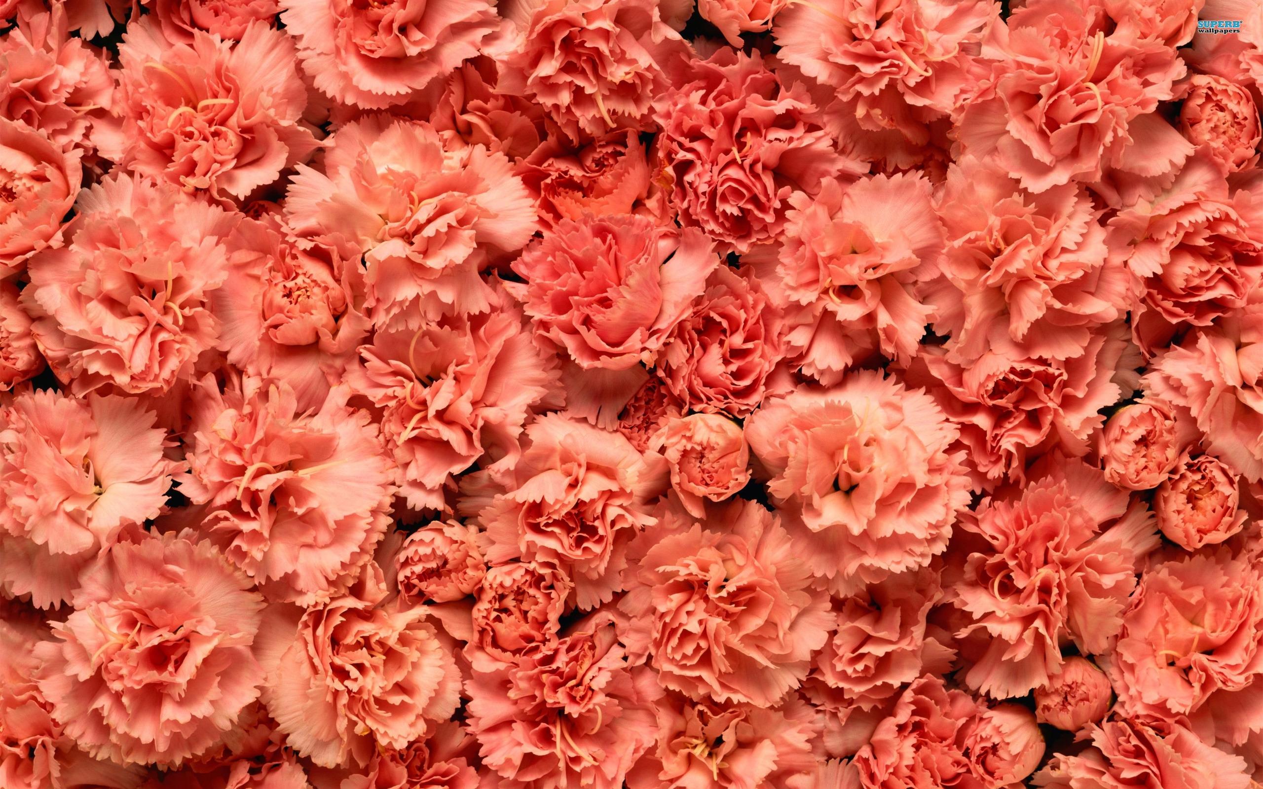 2560x1600 Free download Carnation Photo [2560x1600] for your Desktop, Mobile & Tablet. Explore Carnation Wallpaper. HD Flowers Wallpaper, Free Wallpaper Online Flowers Carnations, Desk Toppers Wallpaper