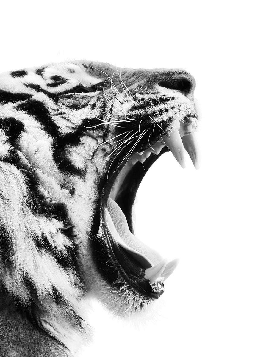 857x1200 wild roar tiger poster 1' Poster