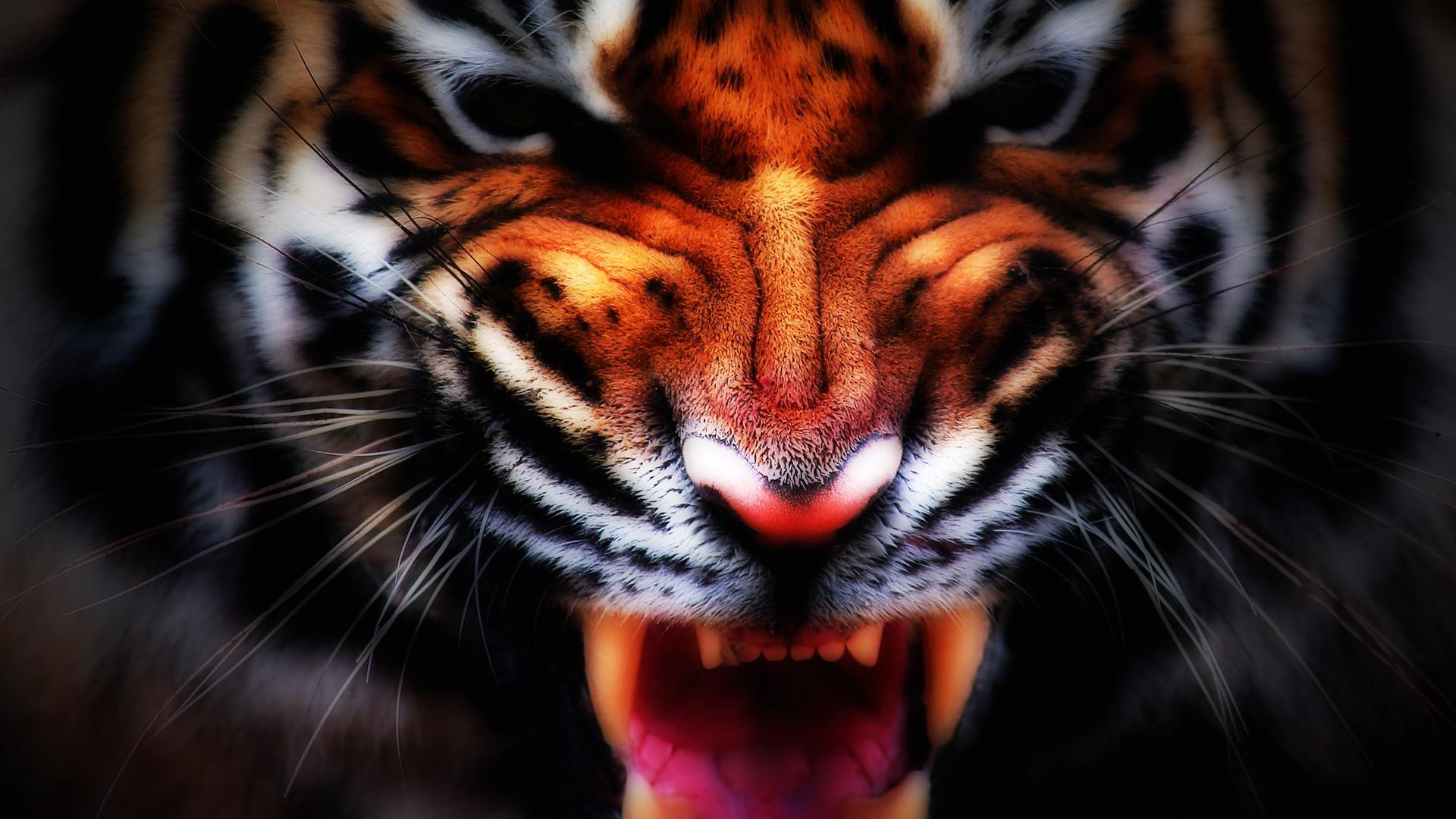 1920x1080 Free download Wallpaper angry tiger [1920x1080] for your Desktop, Mobile & Tablet. Explore Angry Tiger Eyes Wallpaper. Angry Tiger Eyes Wallpaper, Angry Background, Eyes Wallpaper
