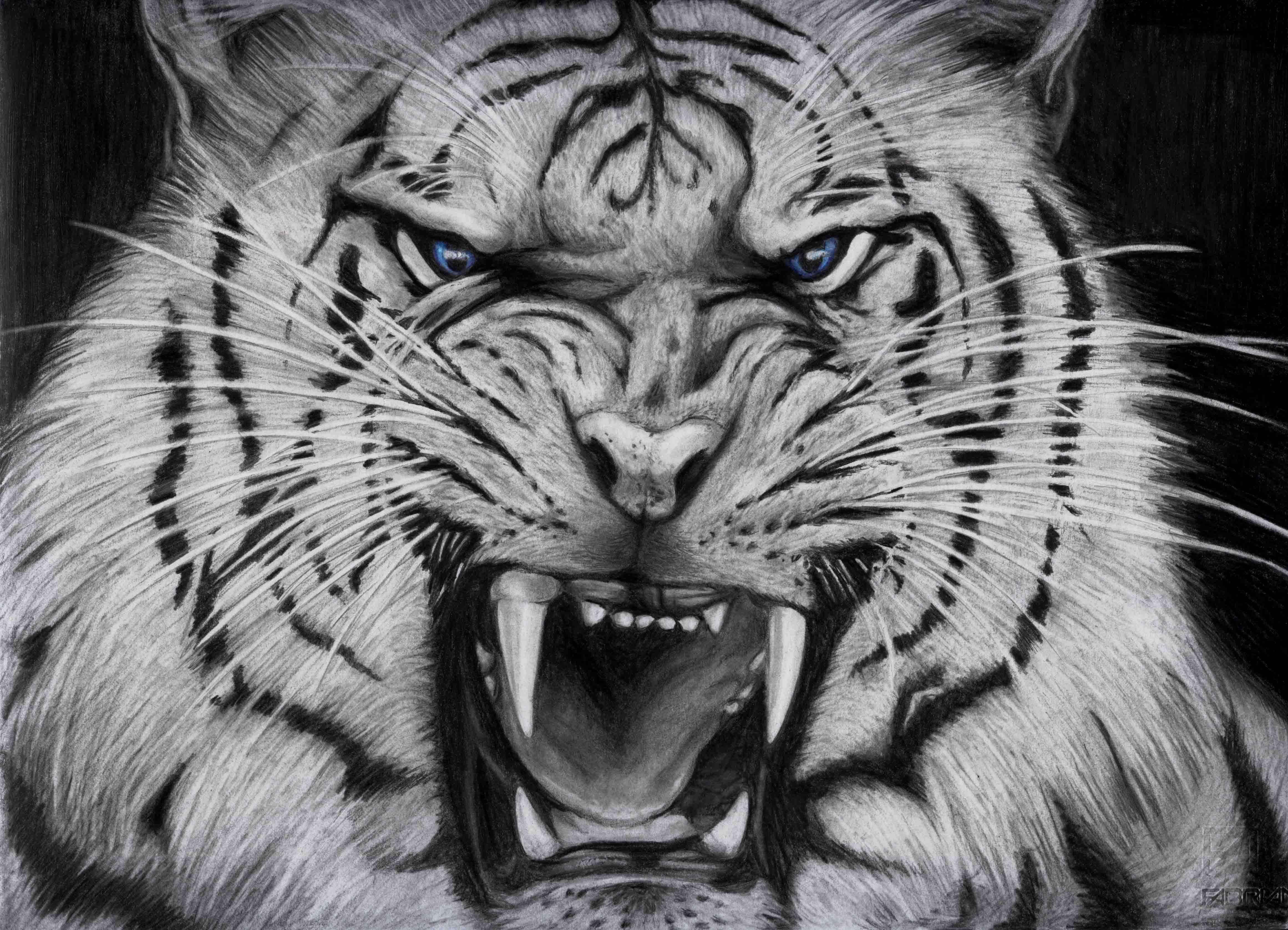 4644x3354 White Wallpaper Tiger Picture