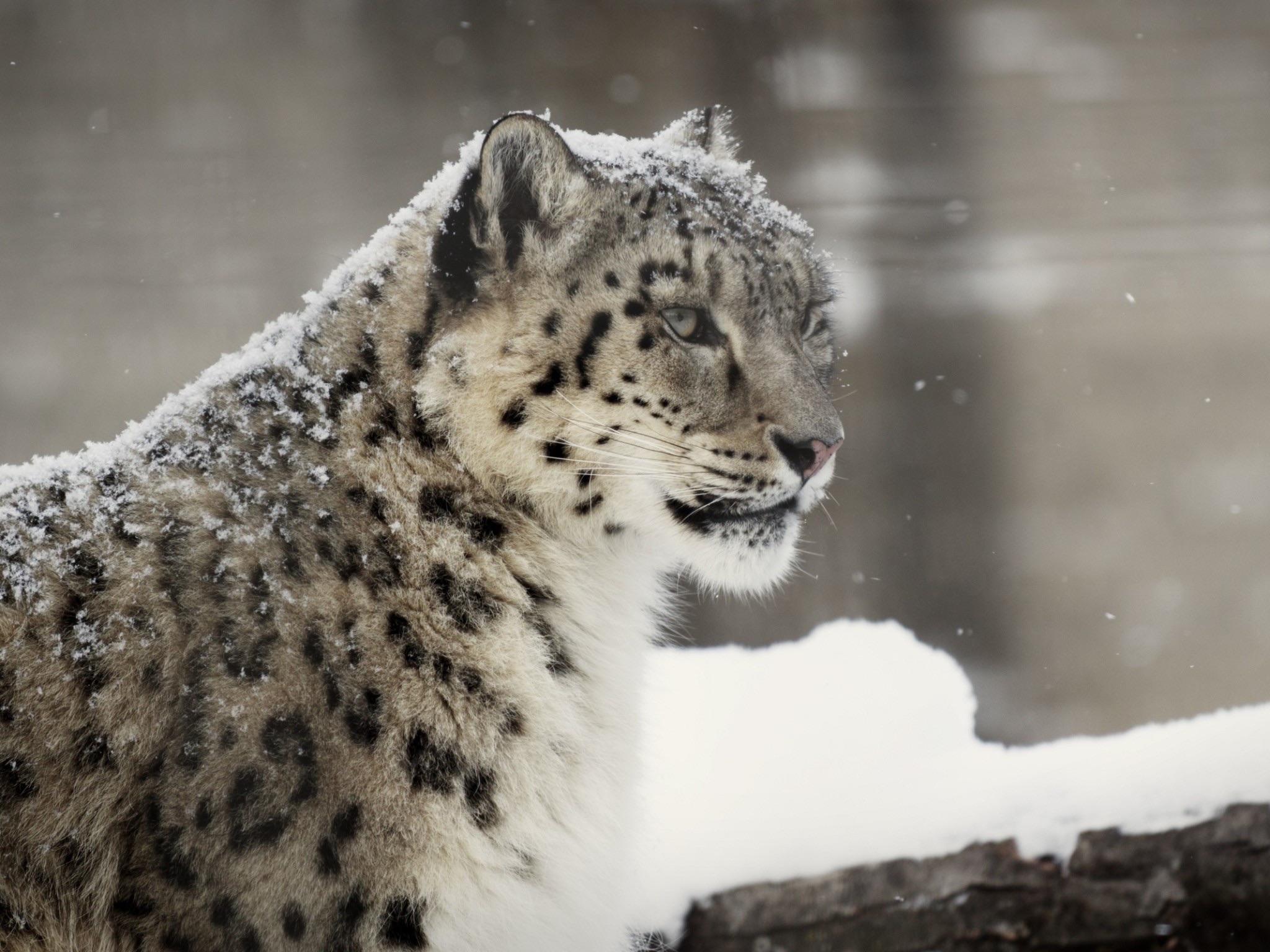 2048x1536 Rare Snow Leopard Wallpaper. Free Big Cat Image