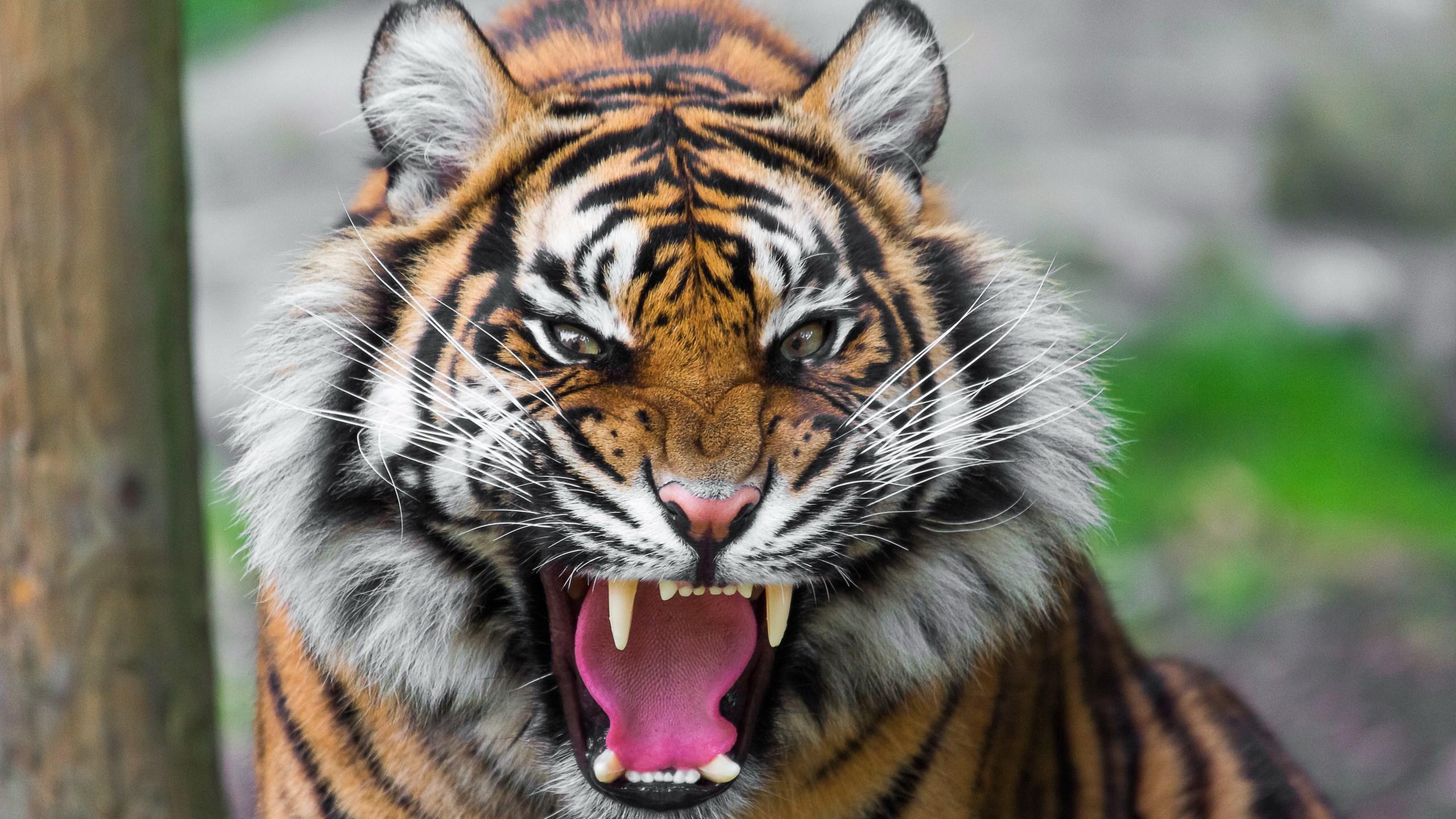 2560x1440 Tiger Roaring Wallpaper