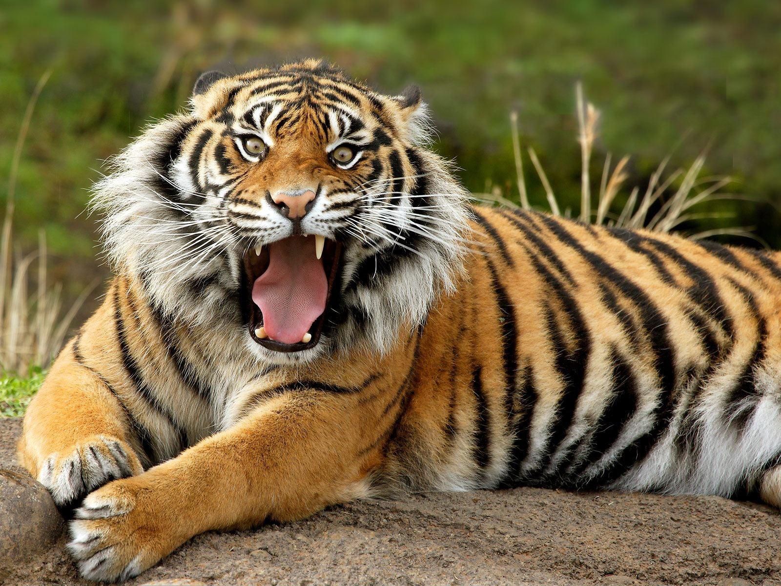 1600x1200 Tiger HD Wallpaper
