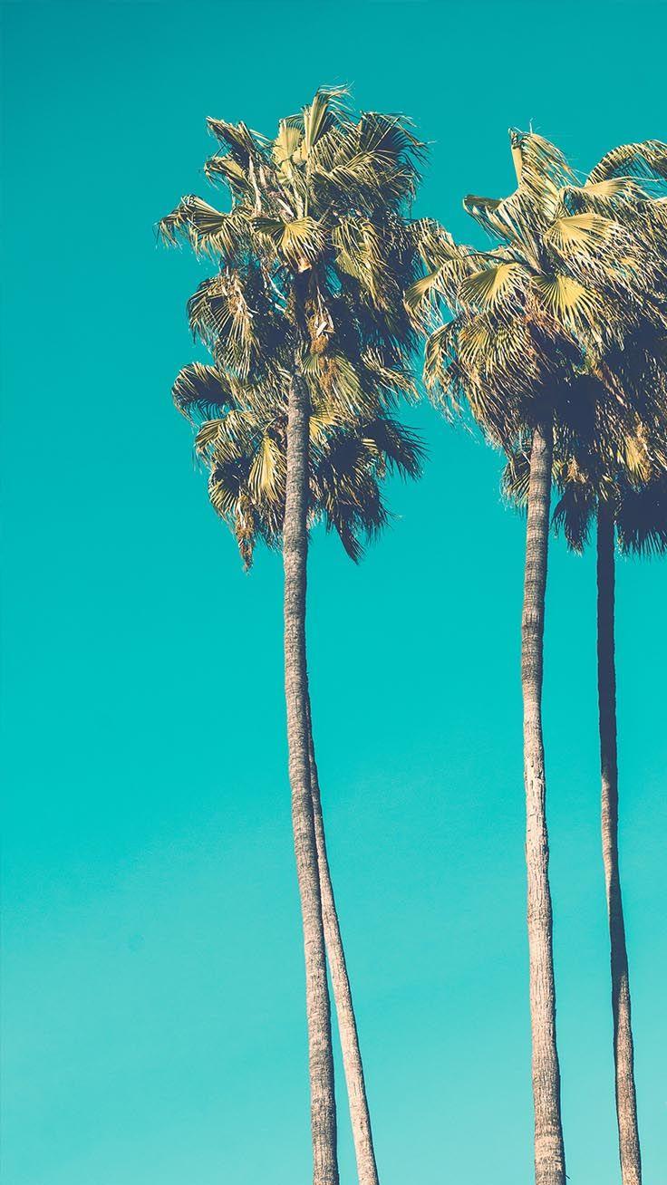 736x1308 Let's go Coconuts! Enjoy 10 Tropical iPhone Wallpaper!. Palm trees wallpaper, Tree wallpaper iphone, Palm tree iphone wallpaper