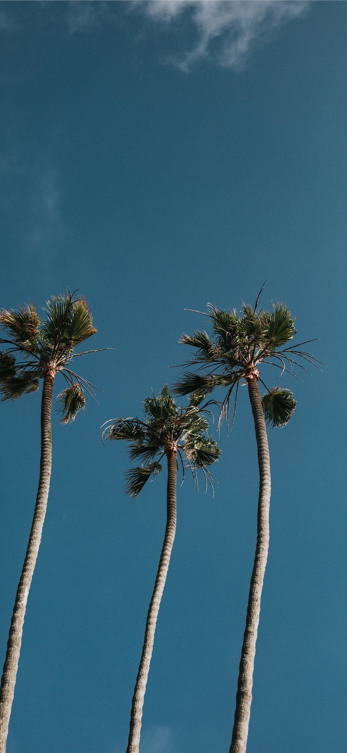 1125x2436 Palm Tree Trio iPhone 11 Wallpaper Free Download
