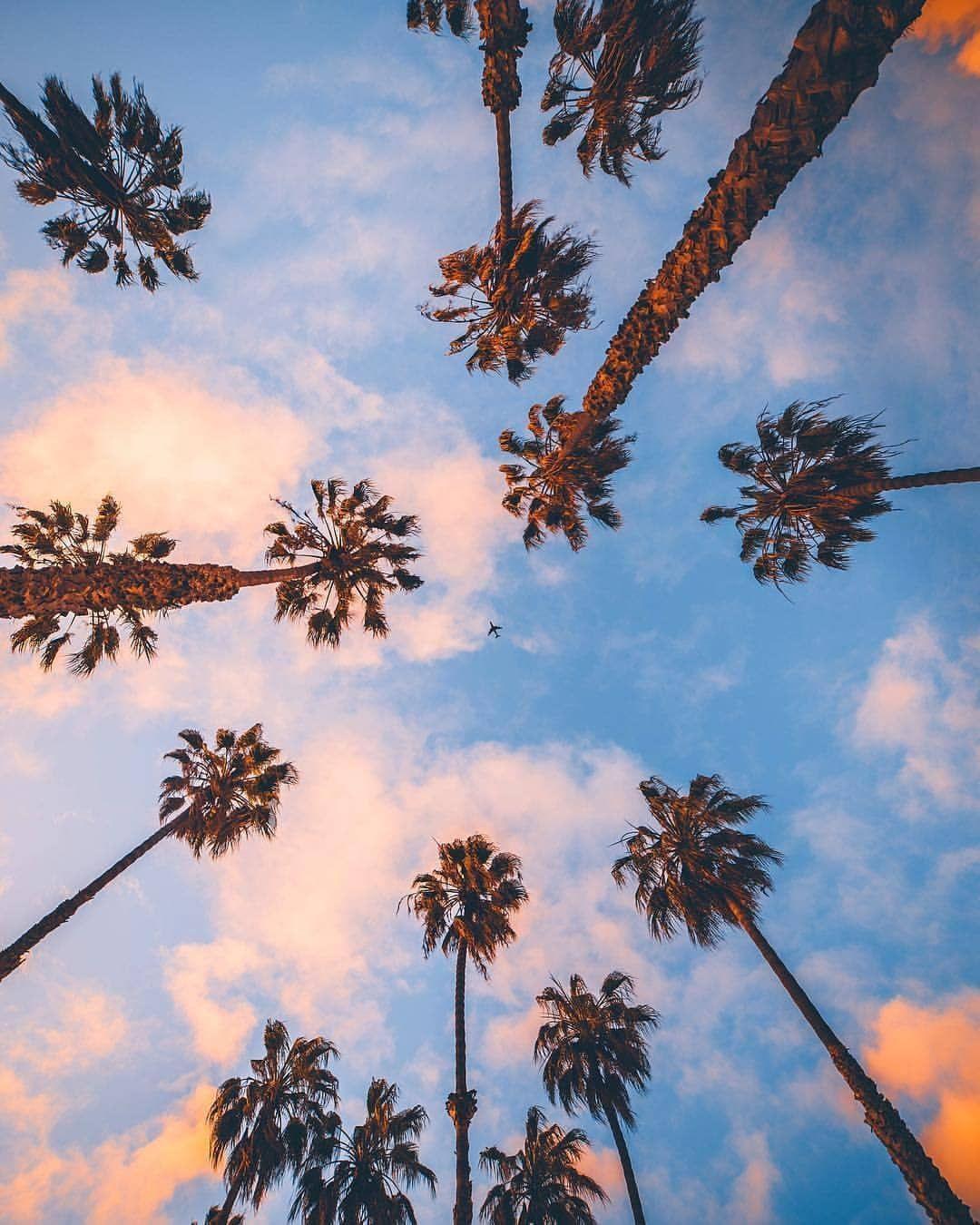 1080x1350 California Palm Trees iPhone Wallpaper