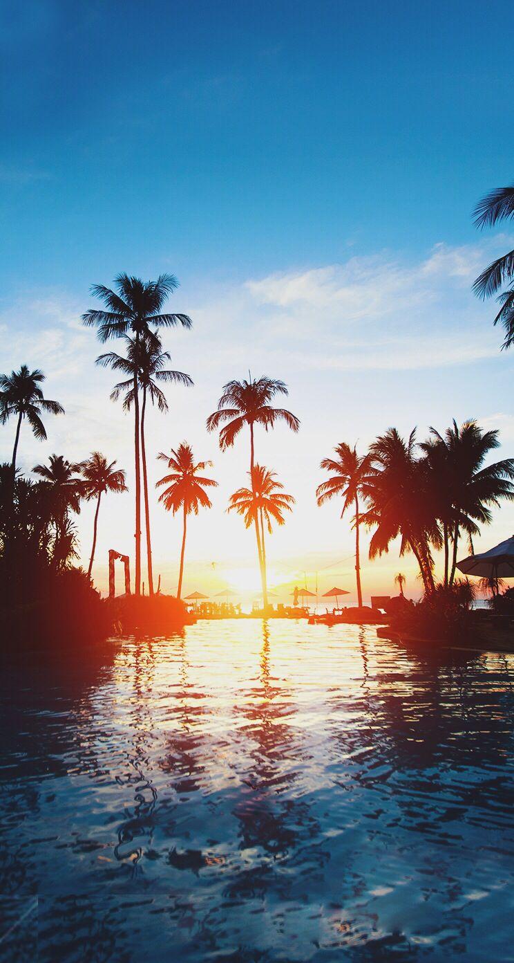 744x1392 Palm Tree Wallpaper