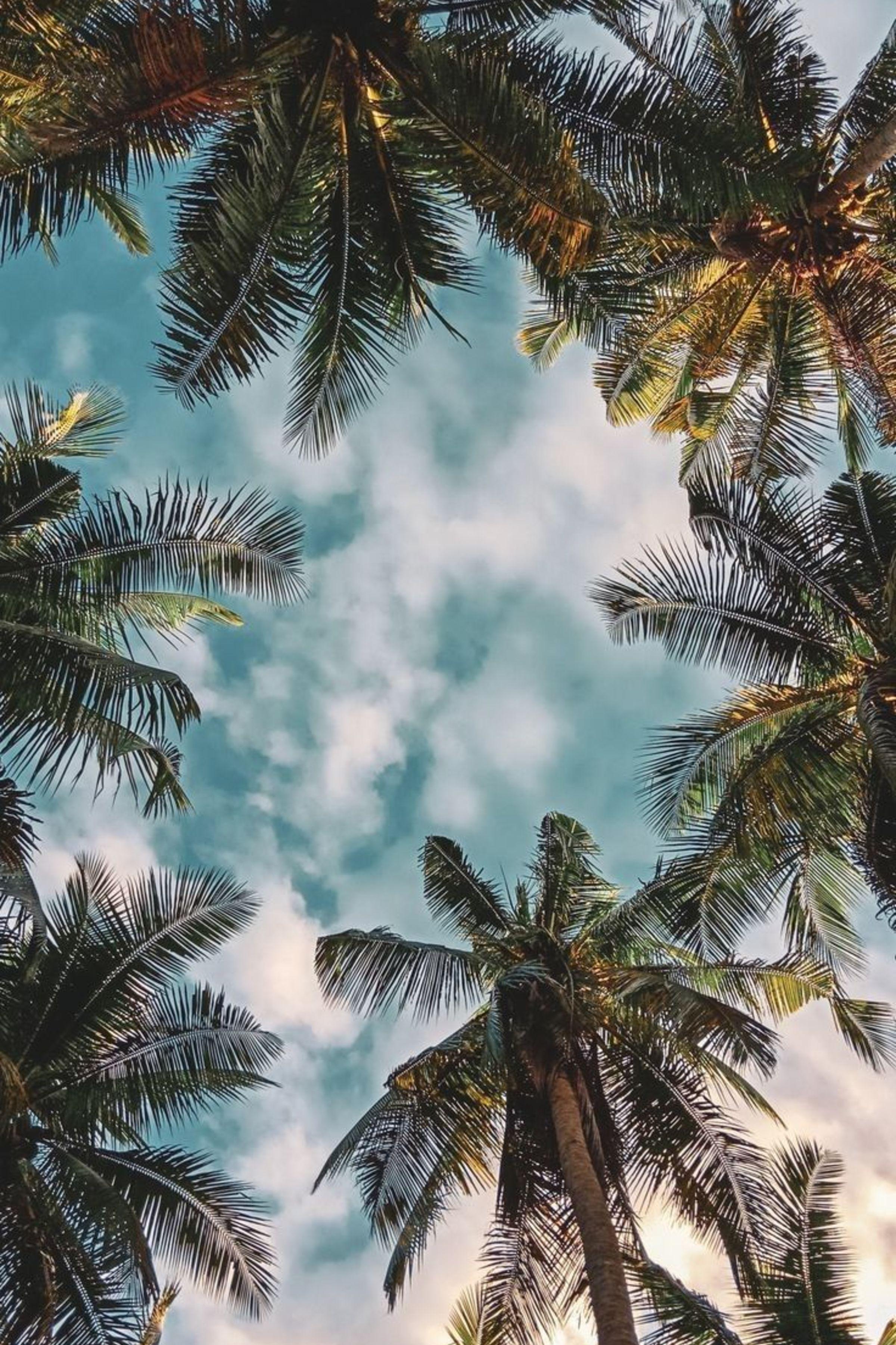 2400x3600 ENJOY THE PALM LIFE