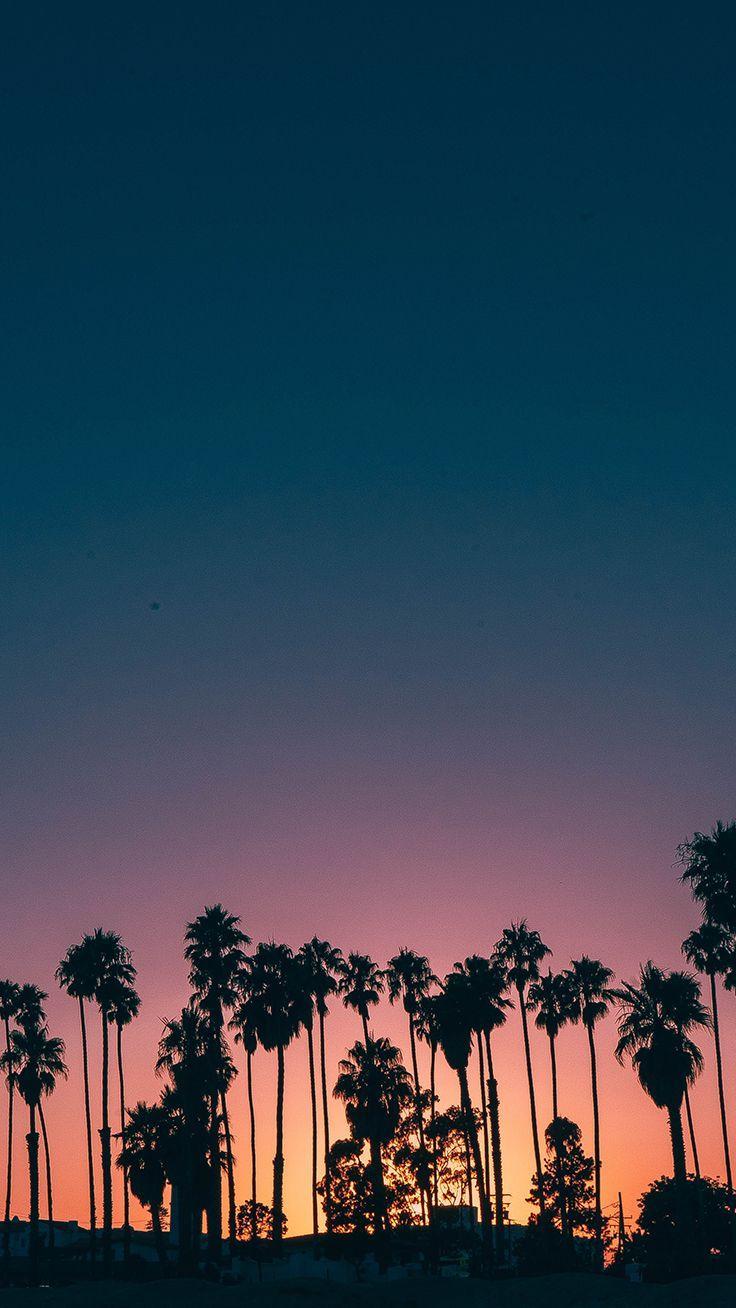 736x1308 iPhone 4k Palm Trees Wallpaper
