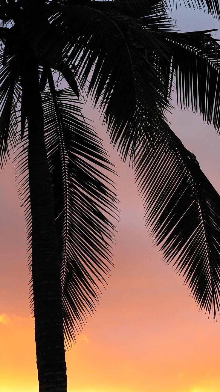 736x1308 PALM TREE. iPhone Wallpaper ideas. palm tree iphone wallpaper, tree iphone, iphone wallpaper