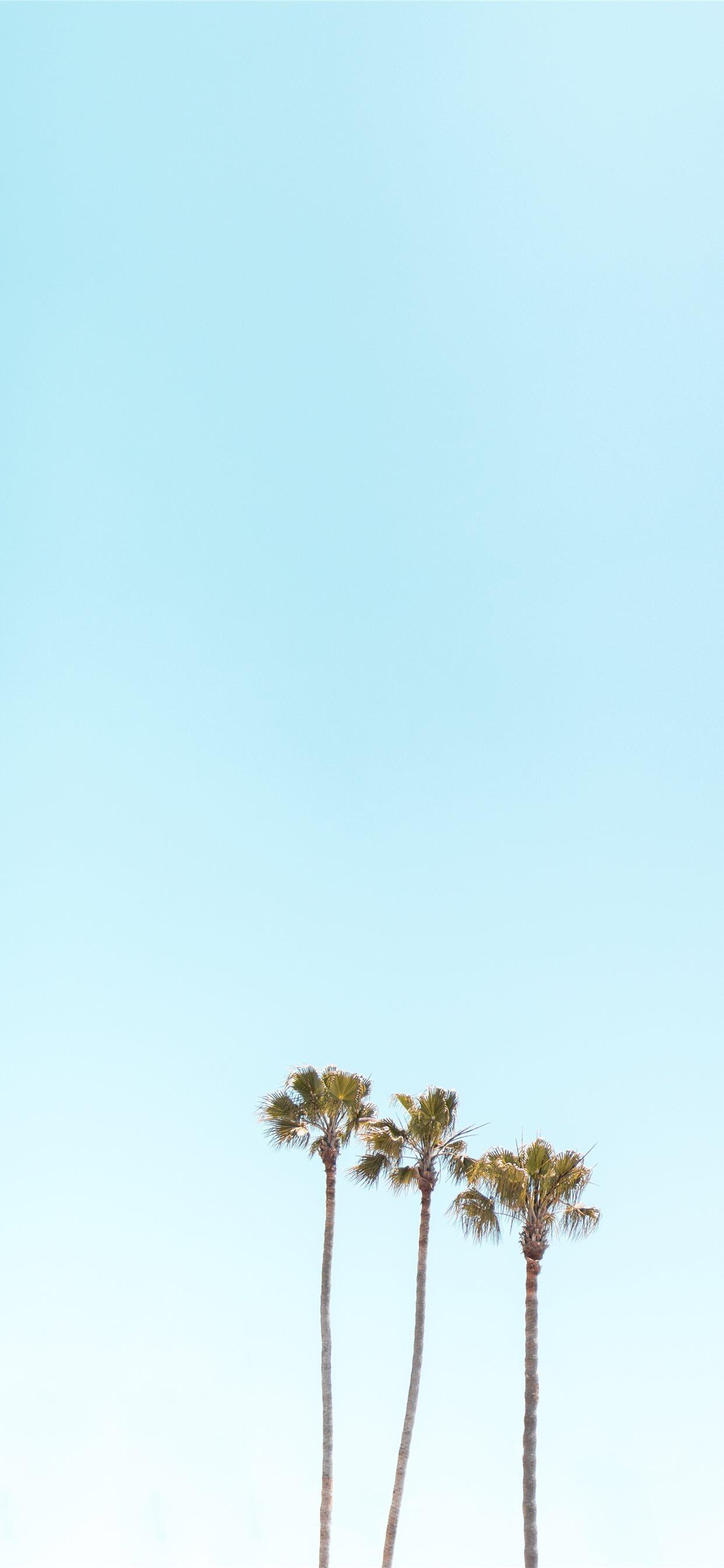 1242x2688 three palm trees iPhone X Wallpaper Free Download