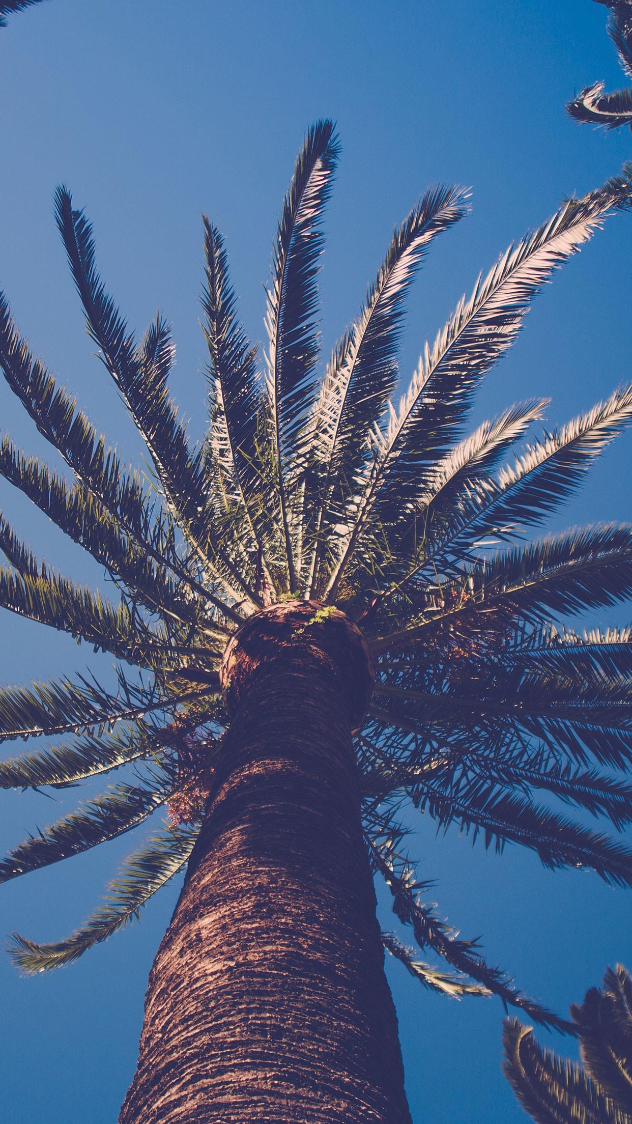 1242x2208 Palm Tree Nature Wallpaper 8 Wallpaper Palm Tree