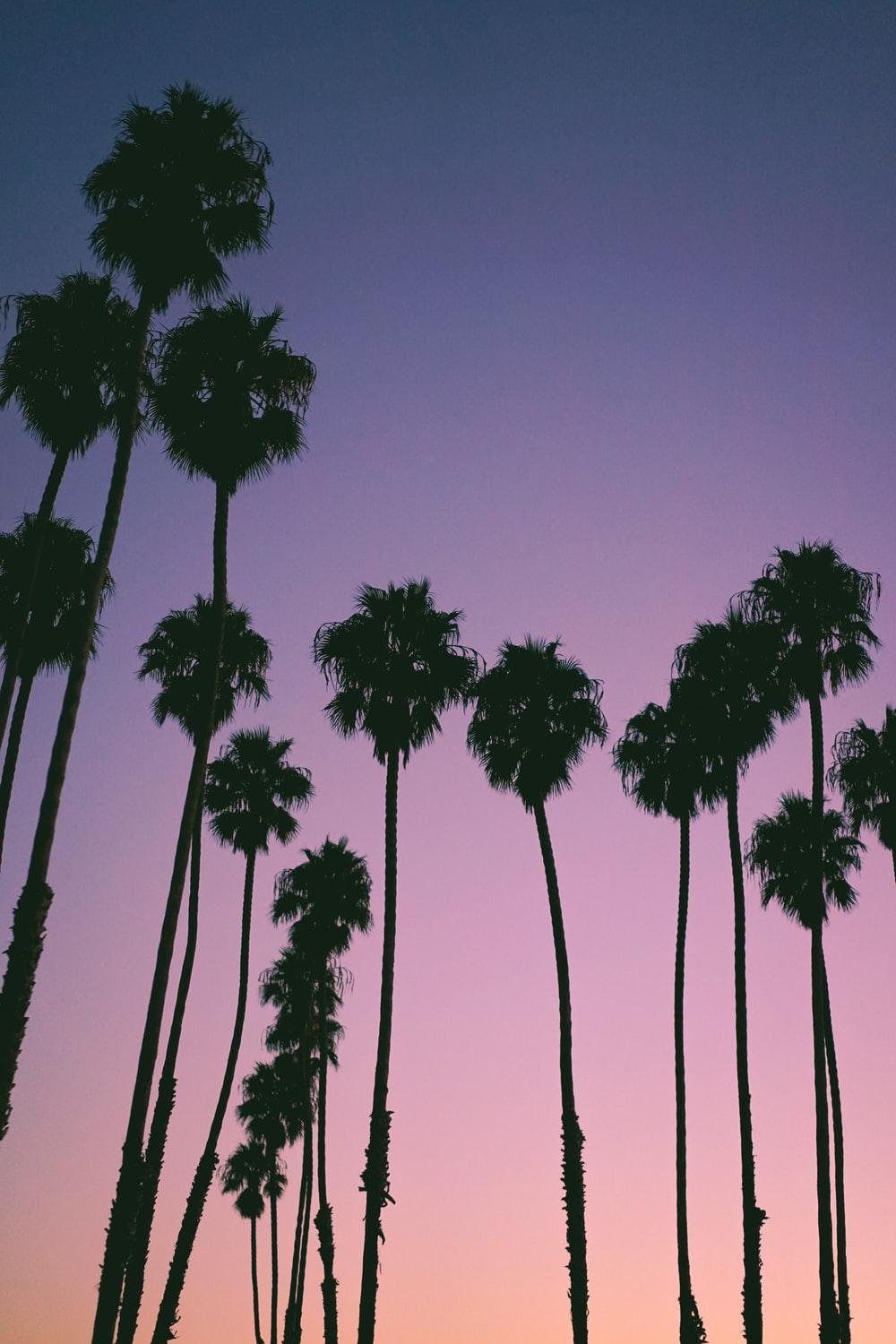 1000x1500 iPhone 7 Plus Wallpaper: Free HD Download [HQ]