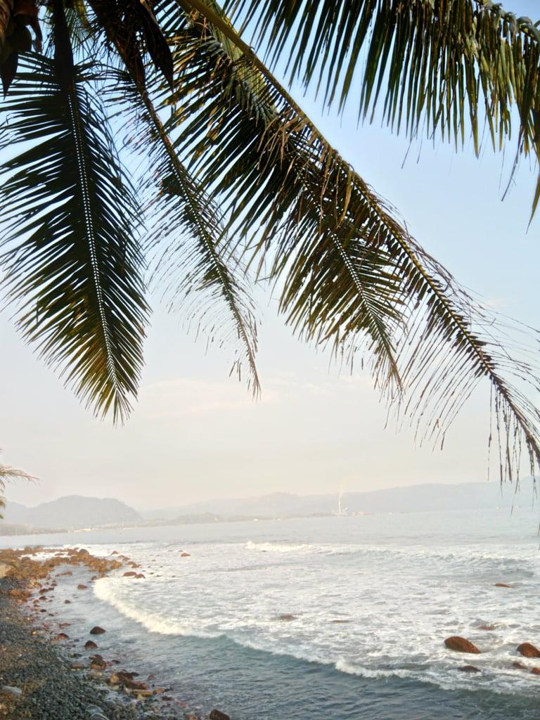 768x1024 Palm iPhone Wallpaper. Best iOS 14 Summer Wallpaper For Your Home Screen Aesthetic