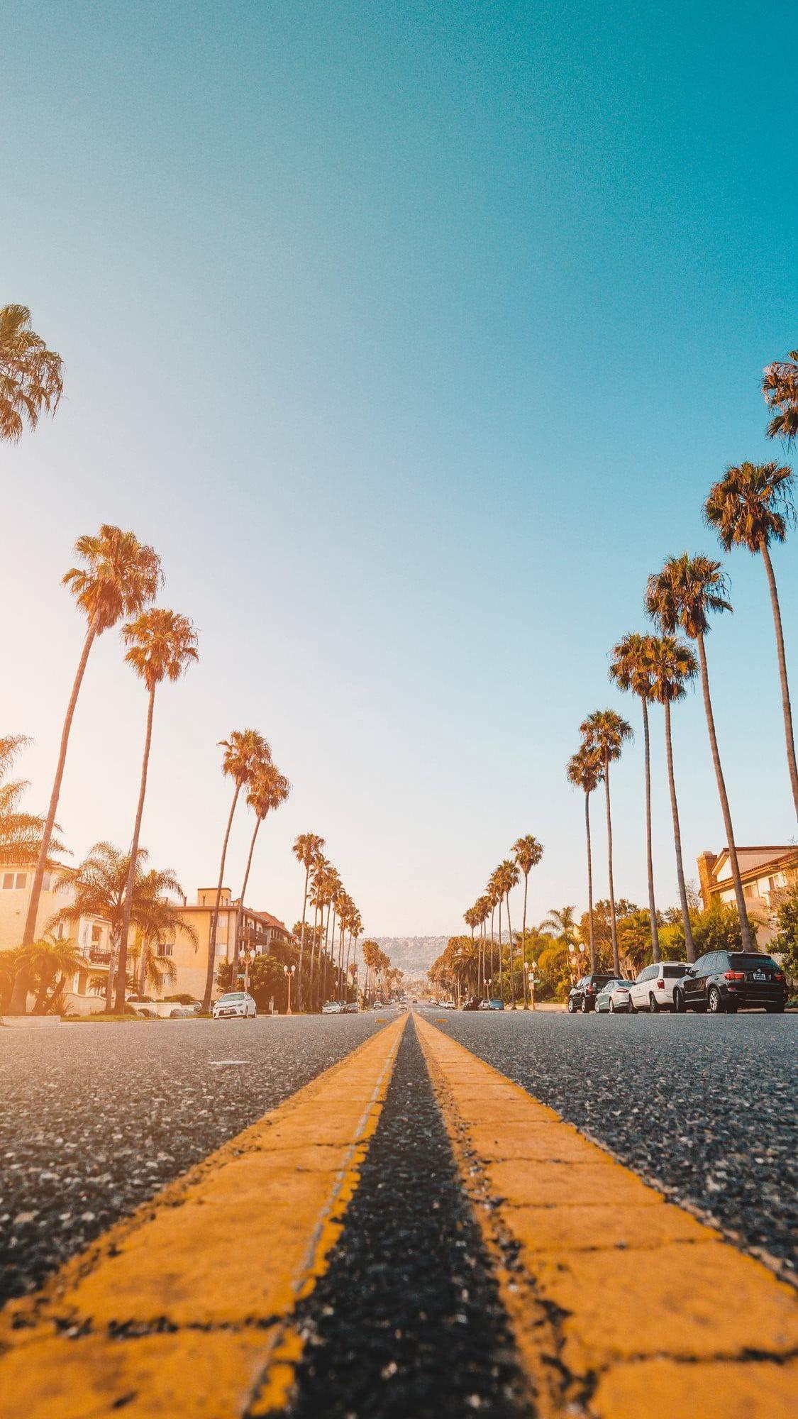 1125x2000 Palm Tree Lined Road