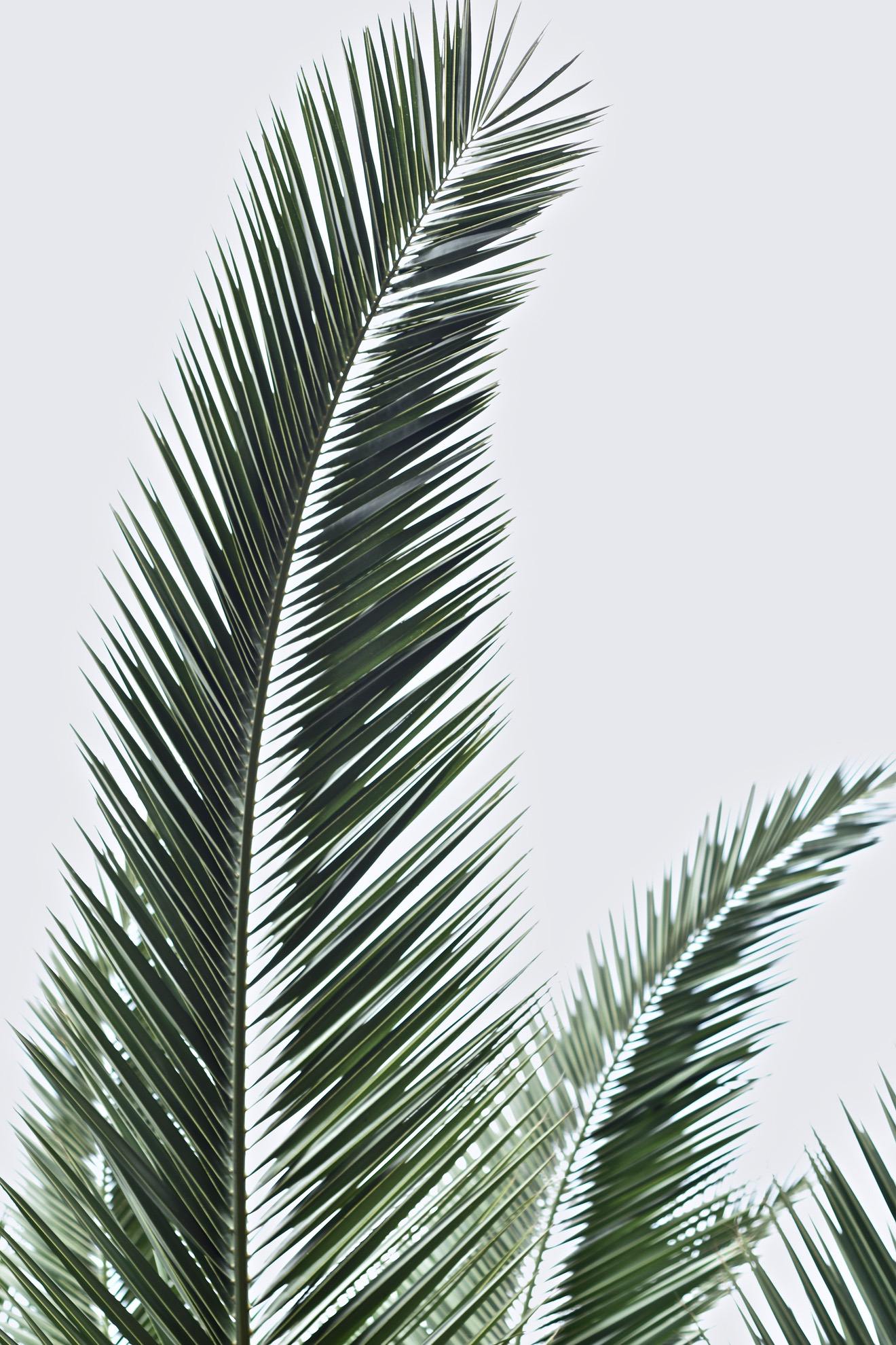 1320x1980 Free Beautiful Nature Wallpaper For iPhone That You'll Love